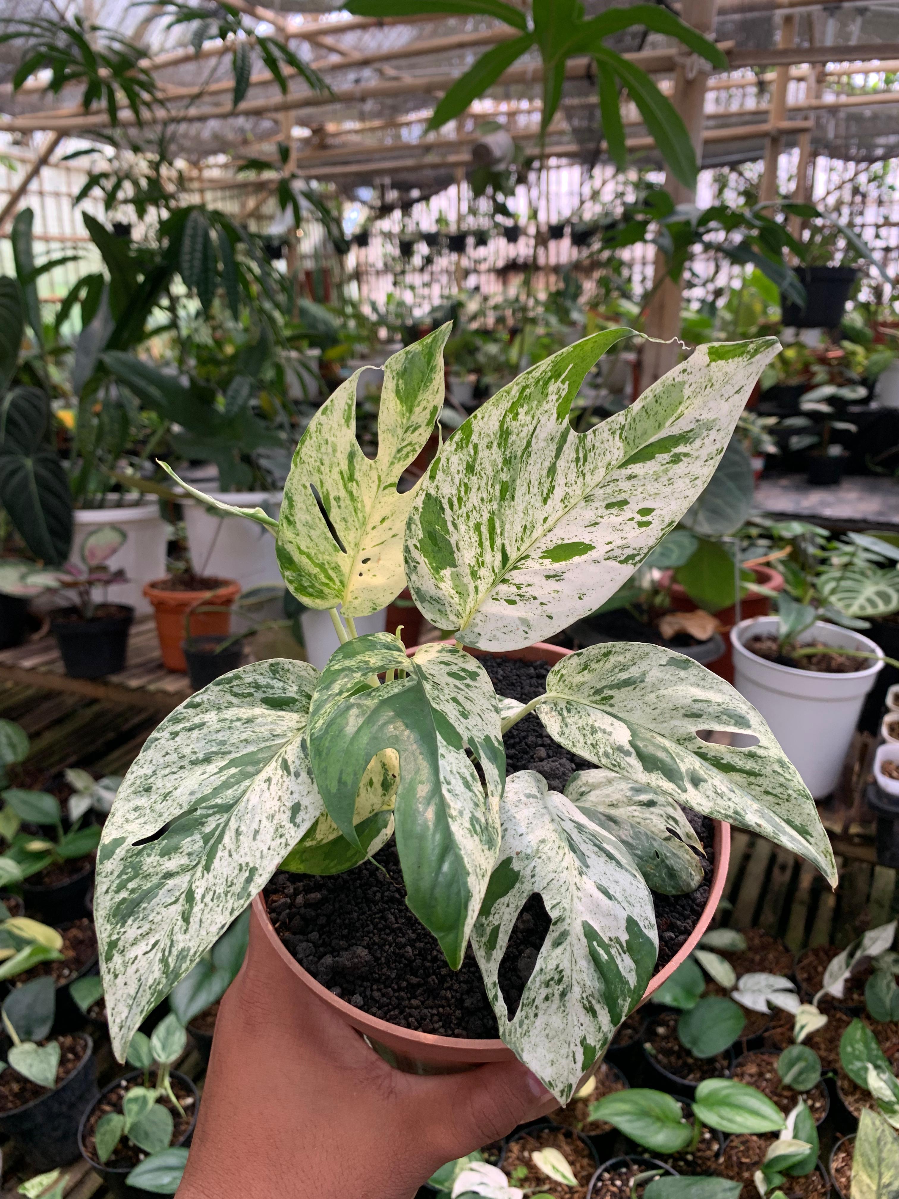 Epipremnum Pinnatum Marble variegated