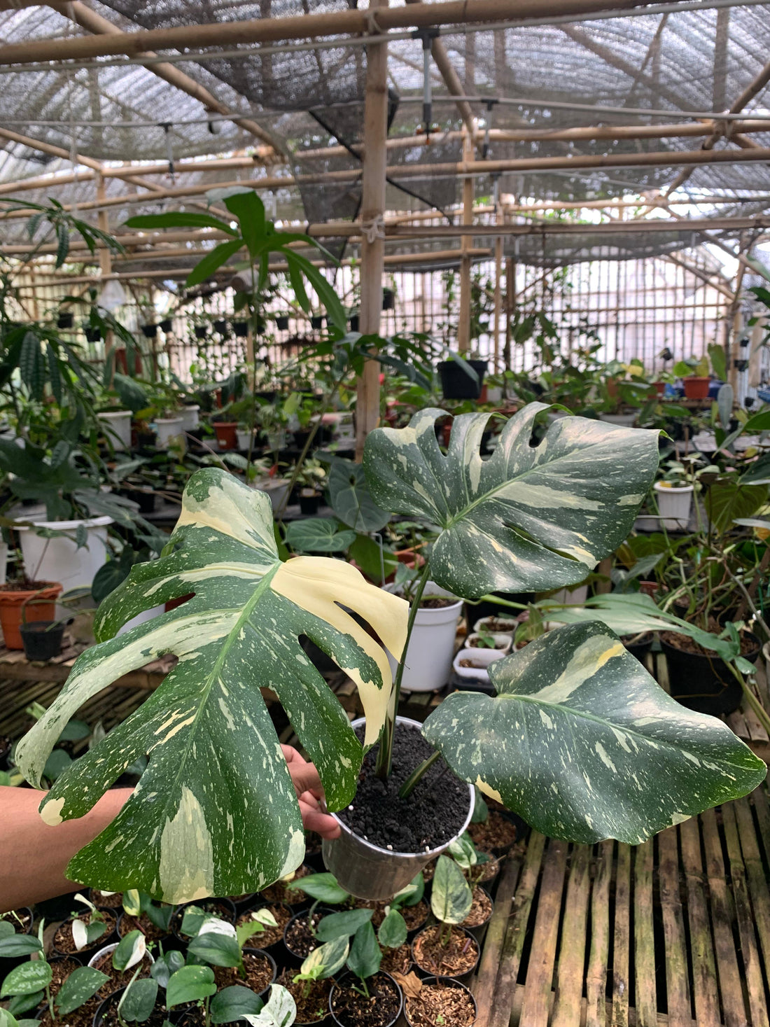 Monstera Thai Constellation