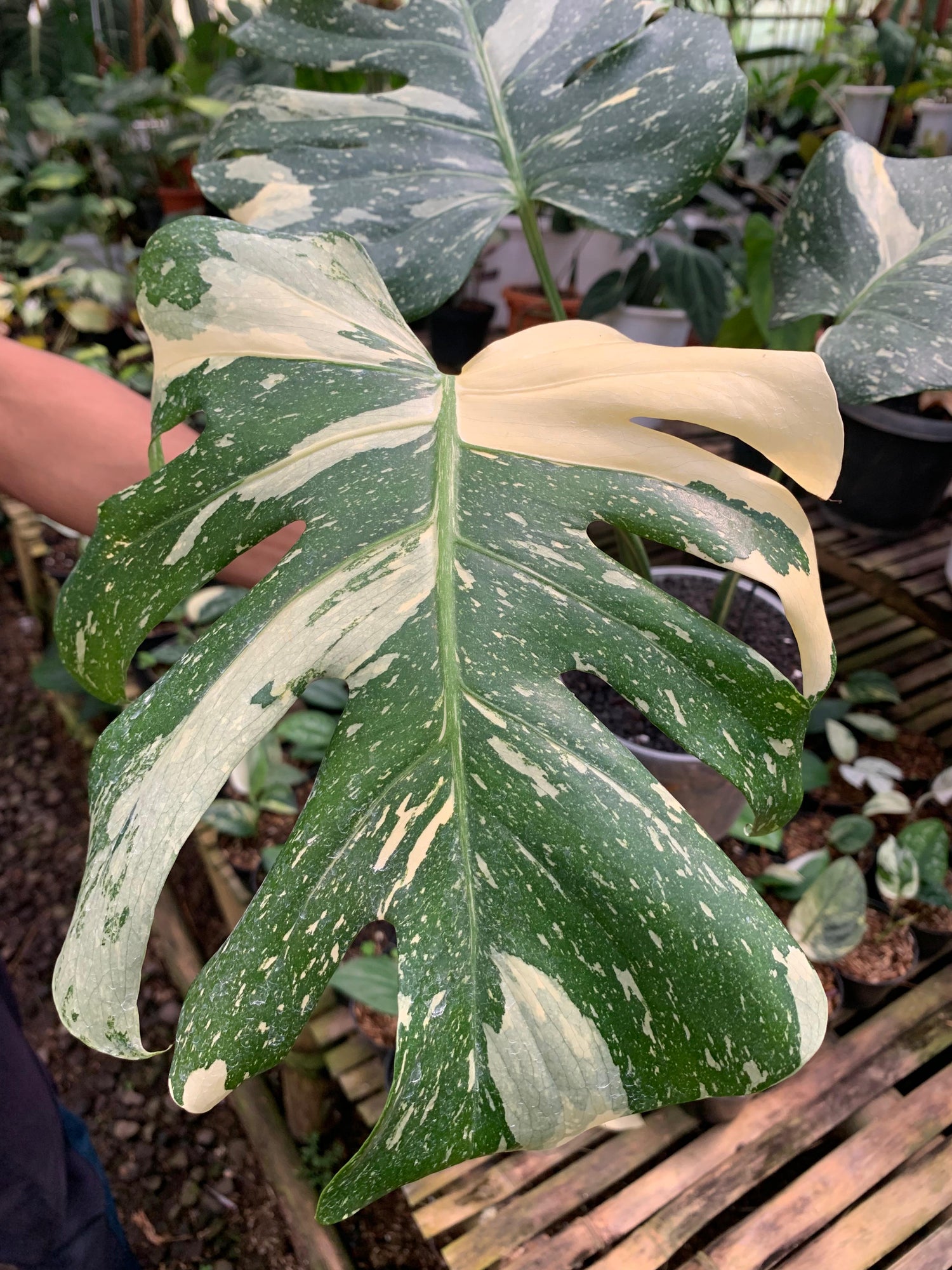 Monstera Thai Constellation