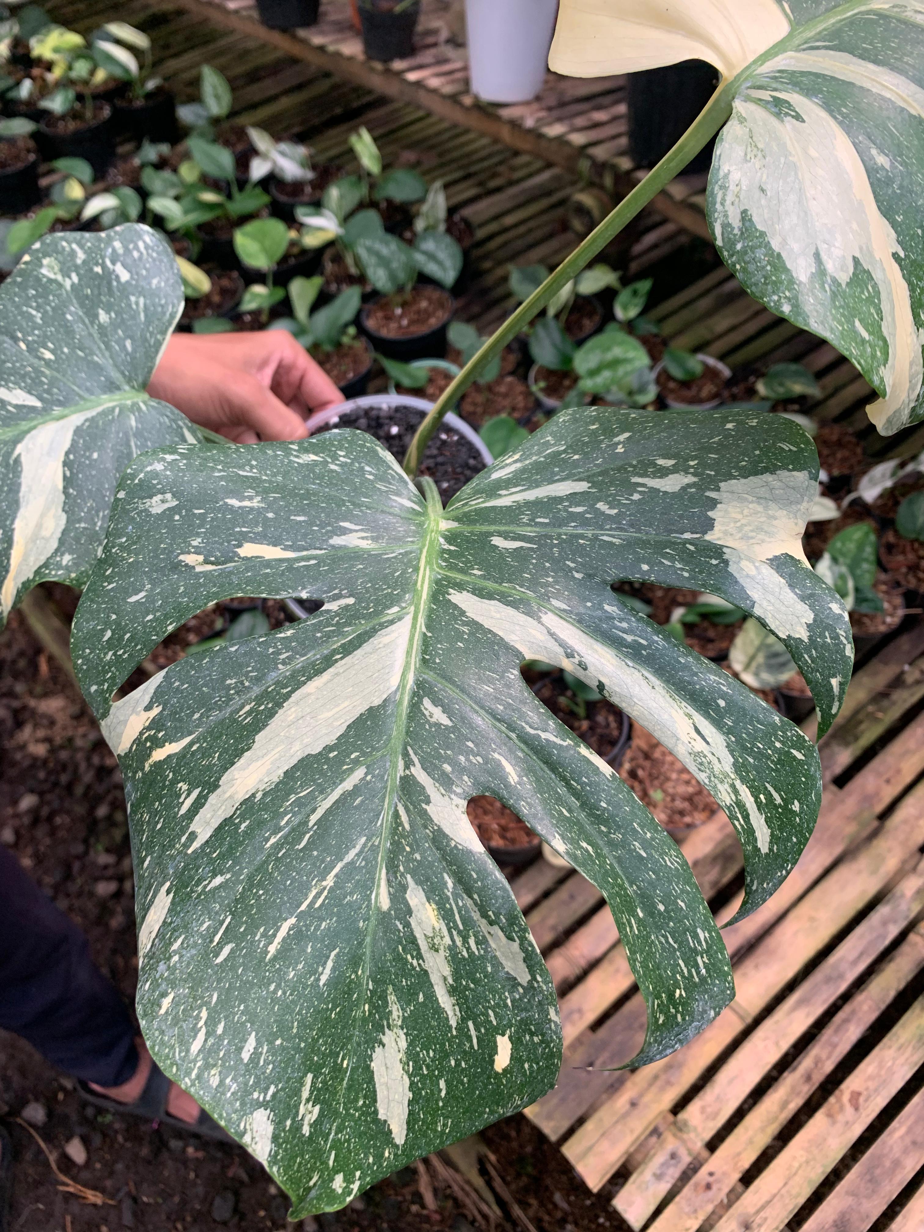 Monstera Thai Constellation