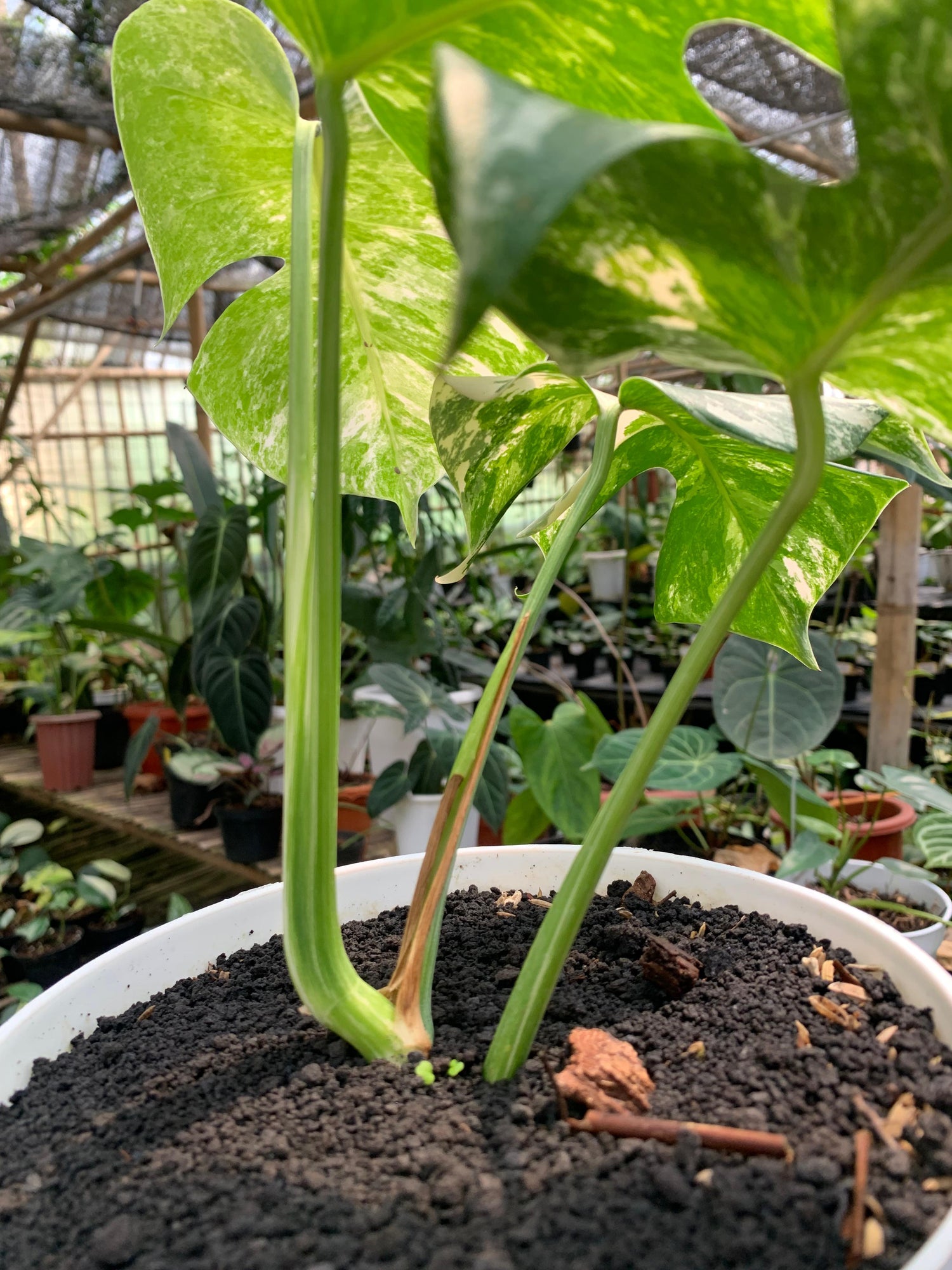 Monstera albo white tiger