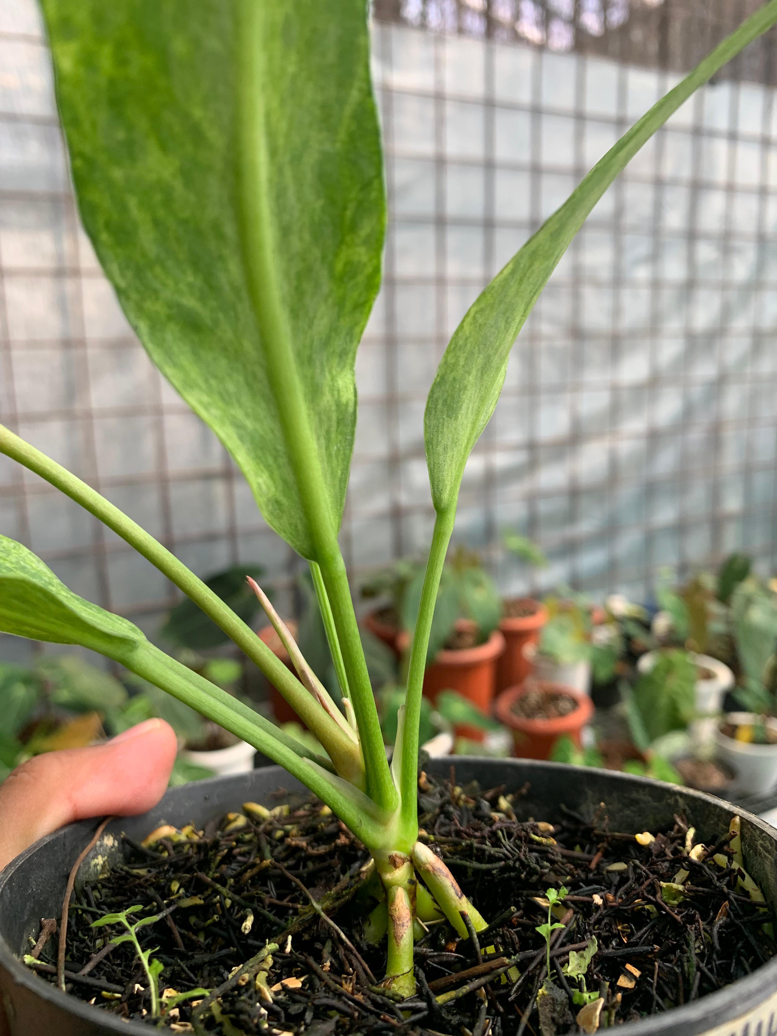 Anthurium Vittarifolium Variegated x Anthurium Papilaminum