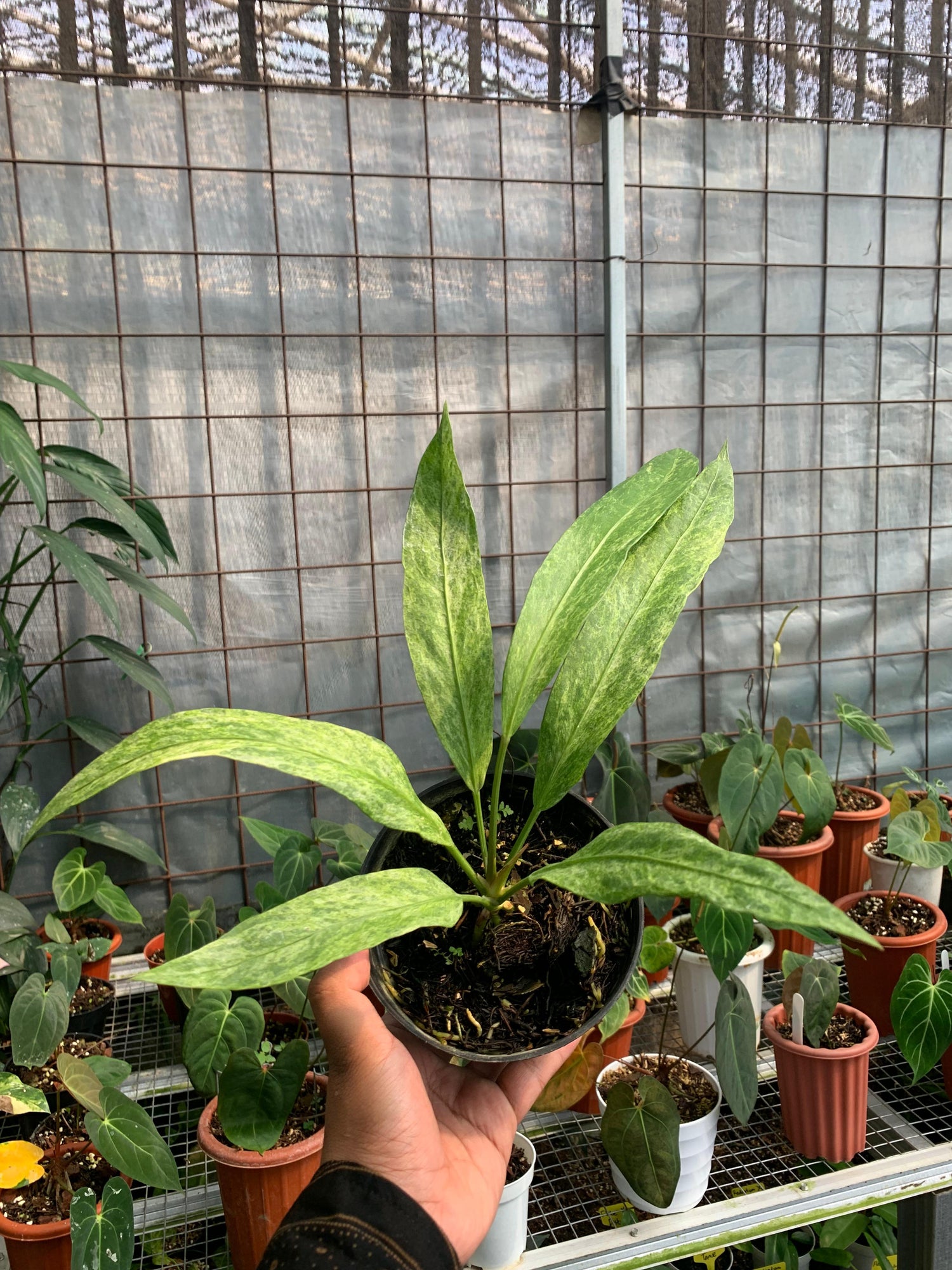 Anthurium Vittarifolium Variegated x Anthurium Papilaminum