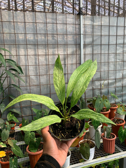 Anthurium Vittarifolium Variegated