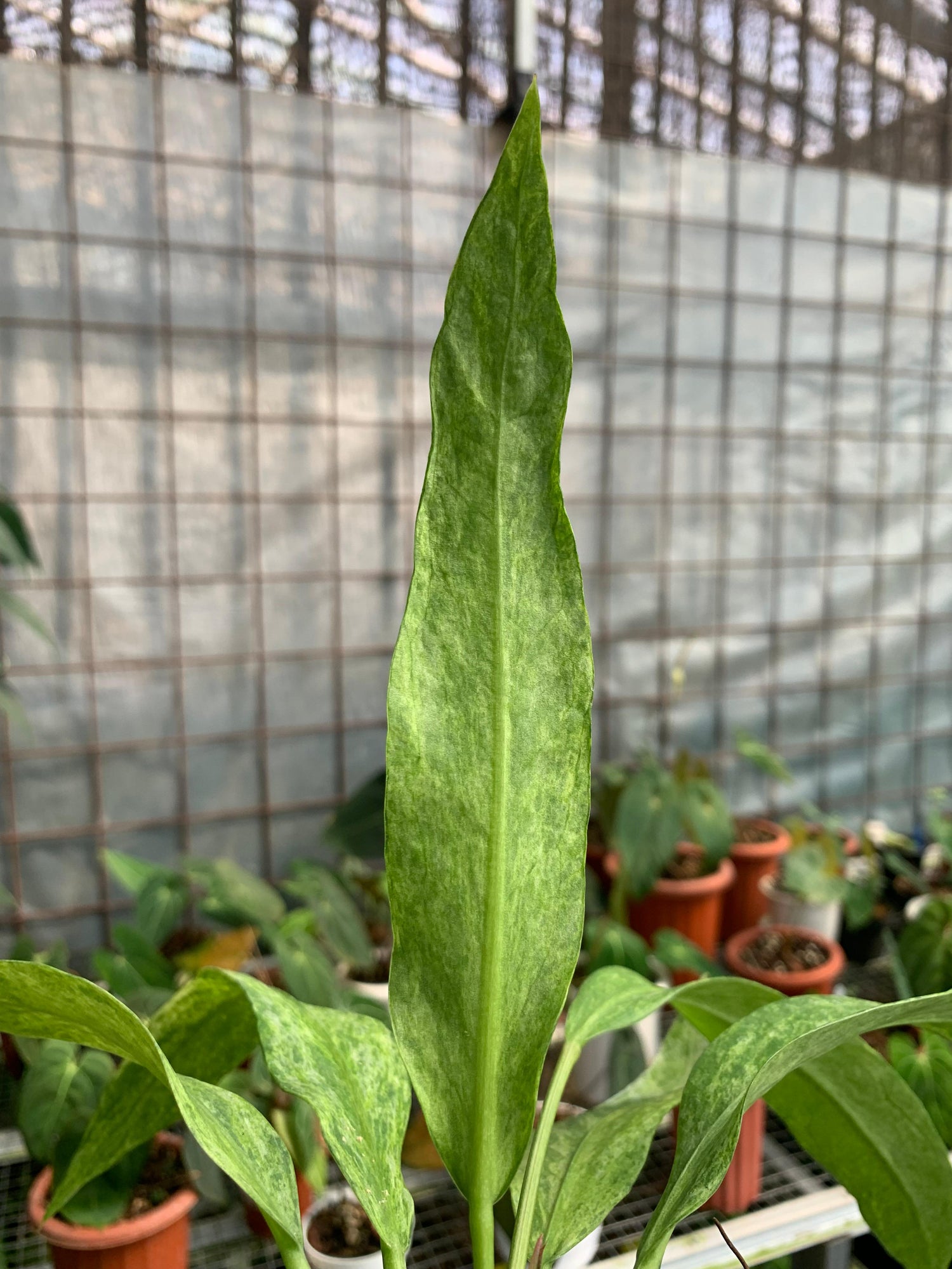 Anthurium Vittarifolium Variegated x Anthurium Papilaminum