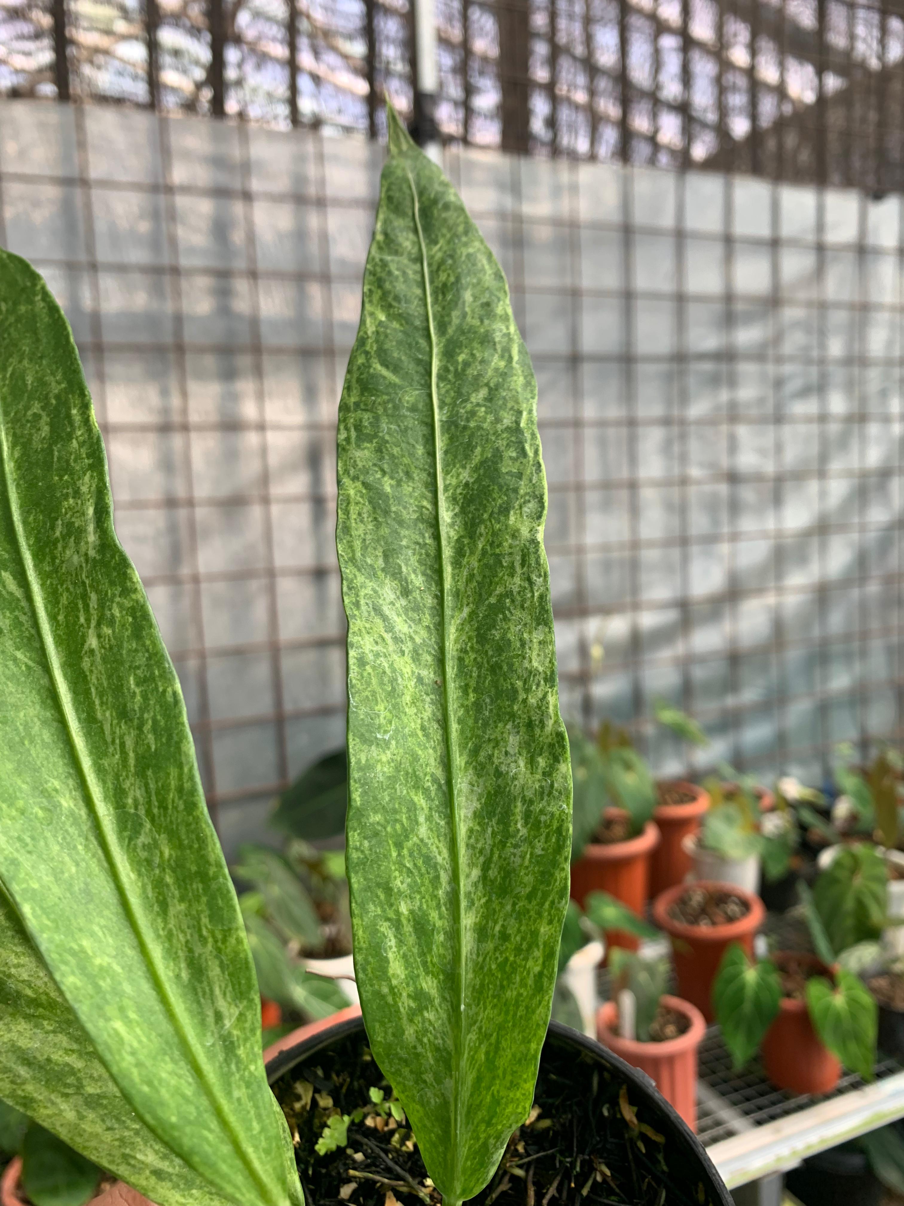 Anthurium Vittarifolium Variegated x Anthurium Papilaminum