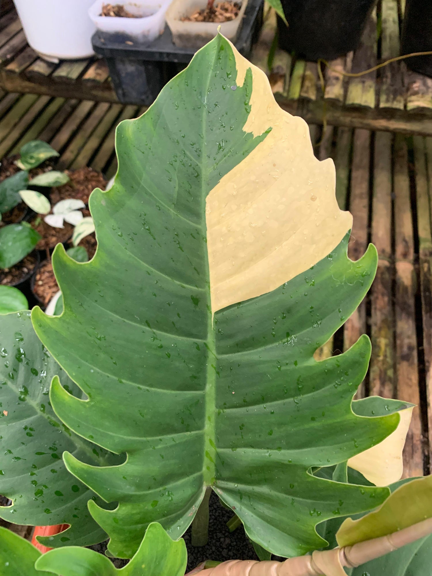 Philodendron green saw variegated