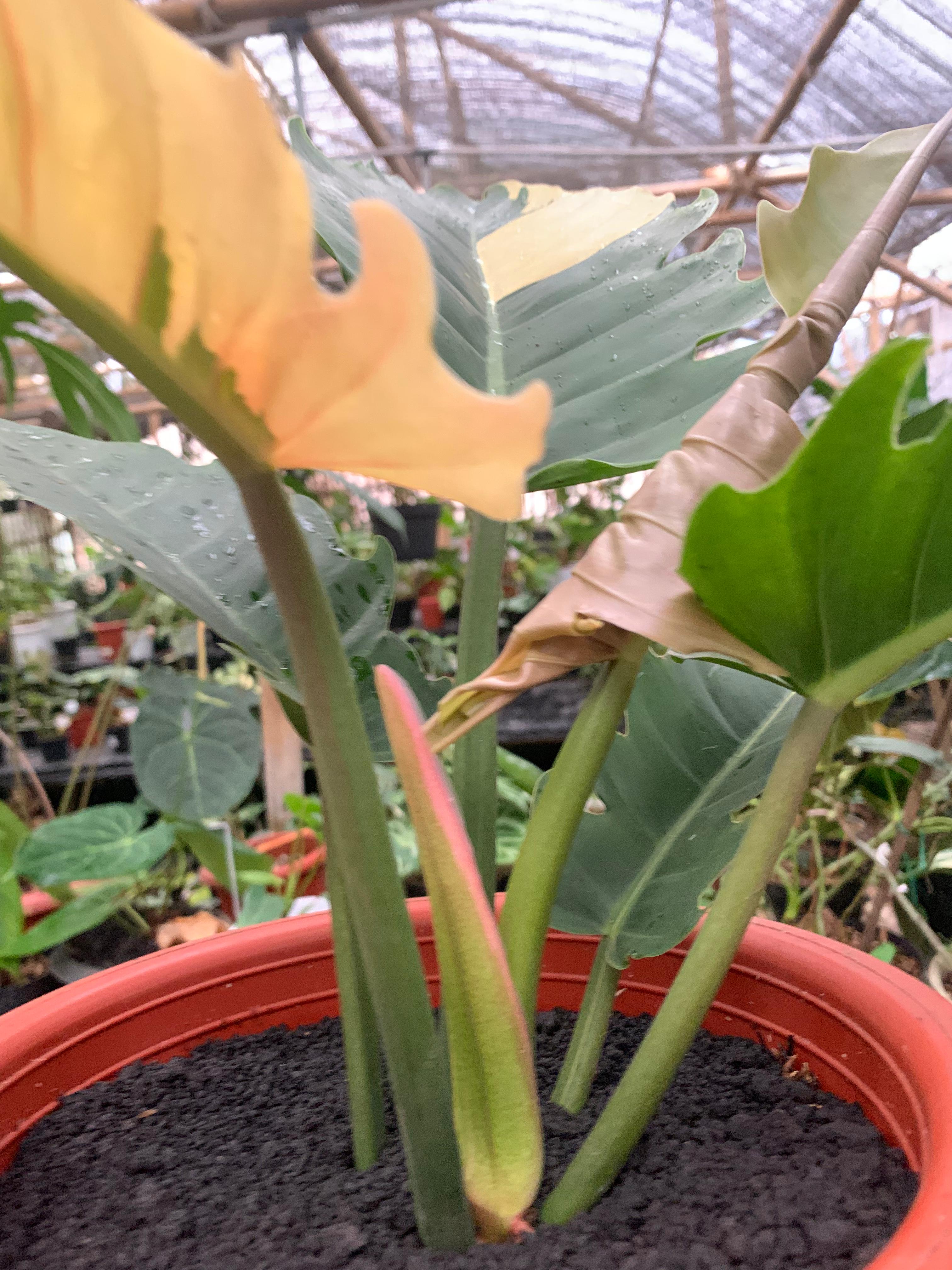 Philodendron green saw variegated