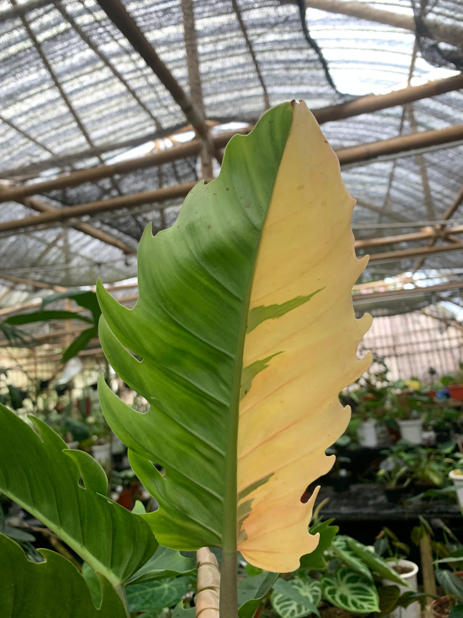 Philodendron green saw variegated