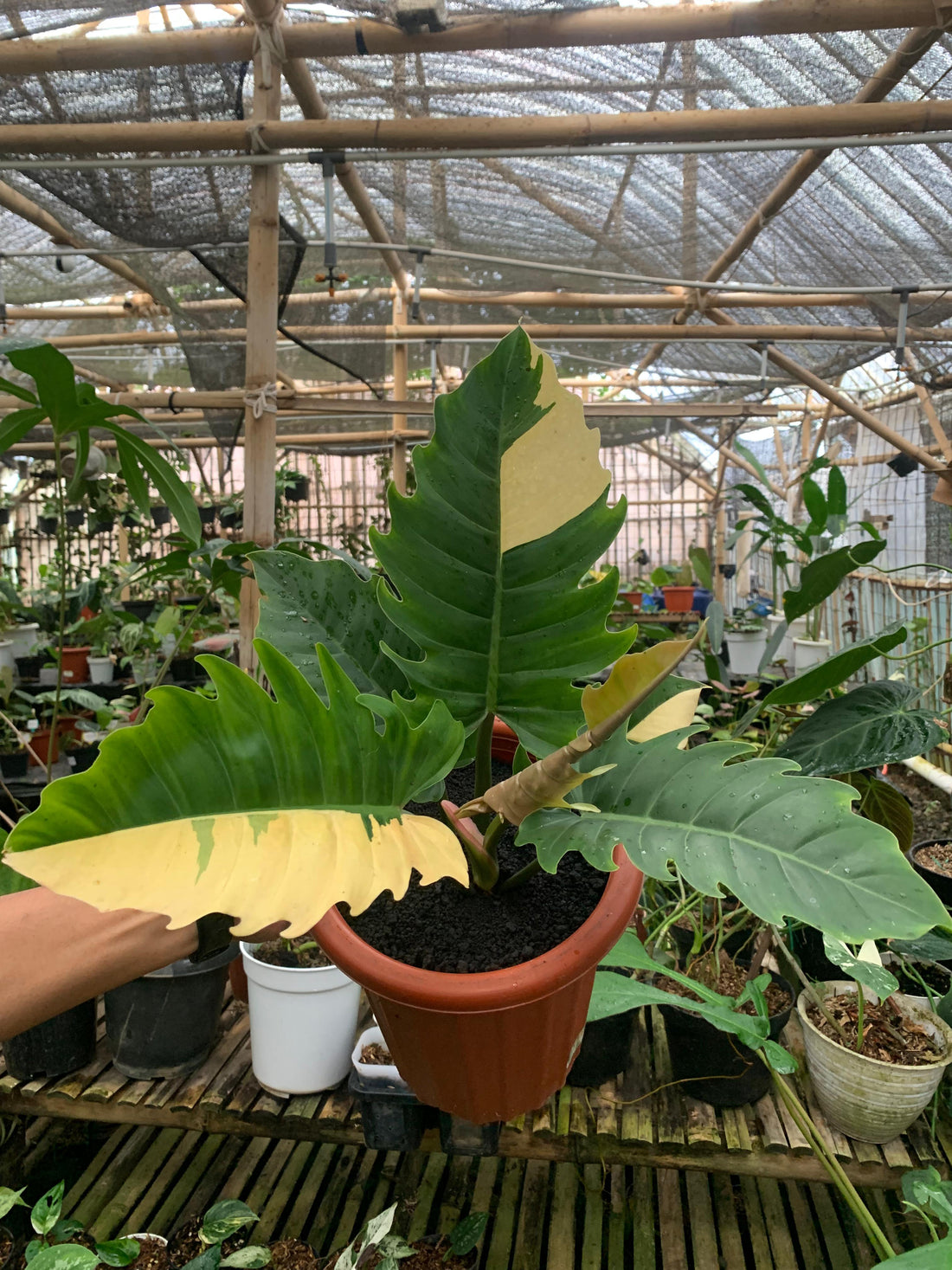 🎁 Philodendron green saw variegated (100% off)
