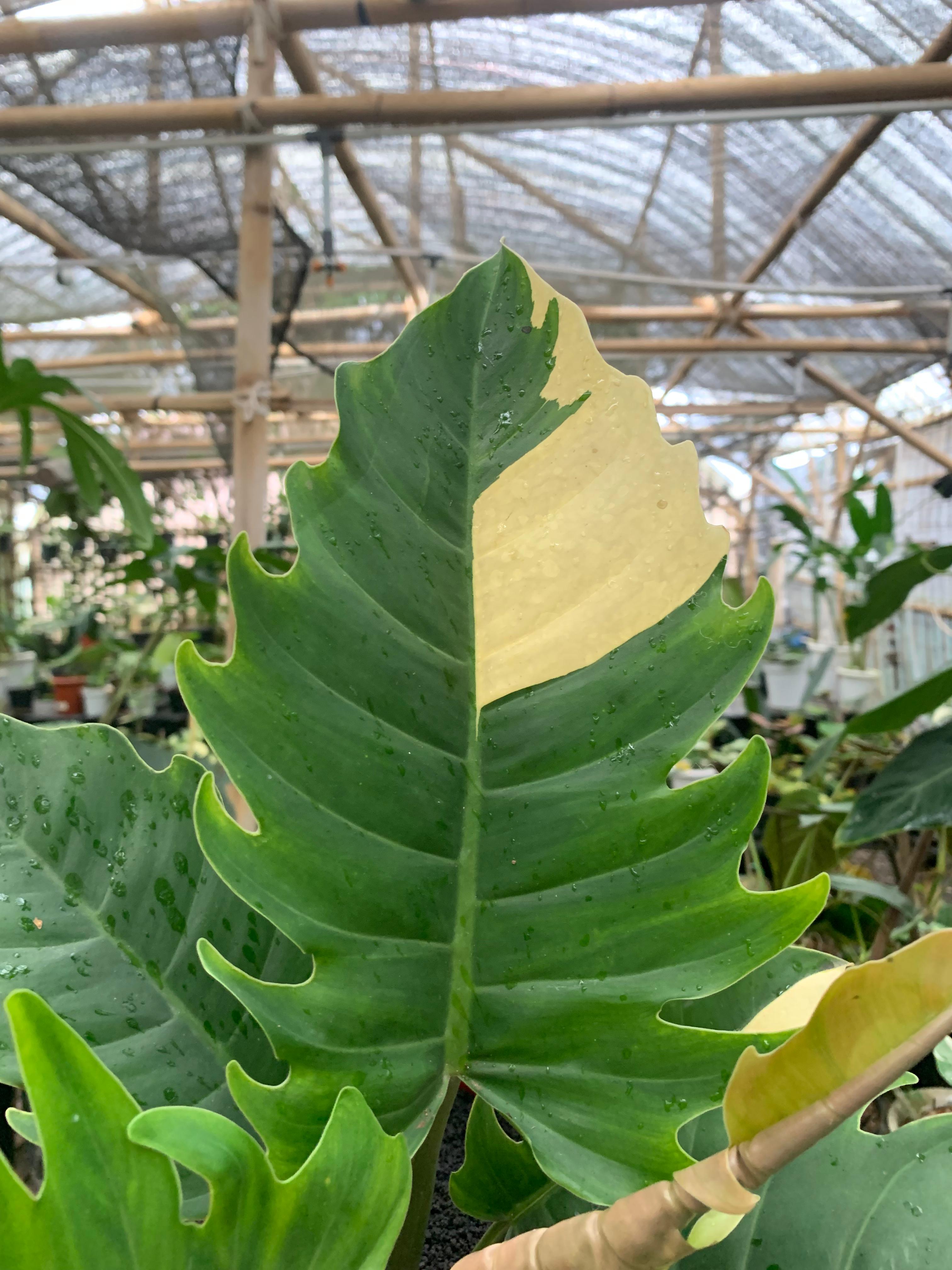 Philodendron green saw variegated