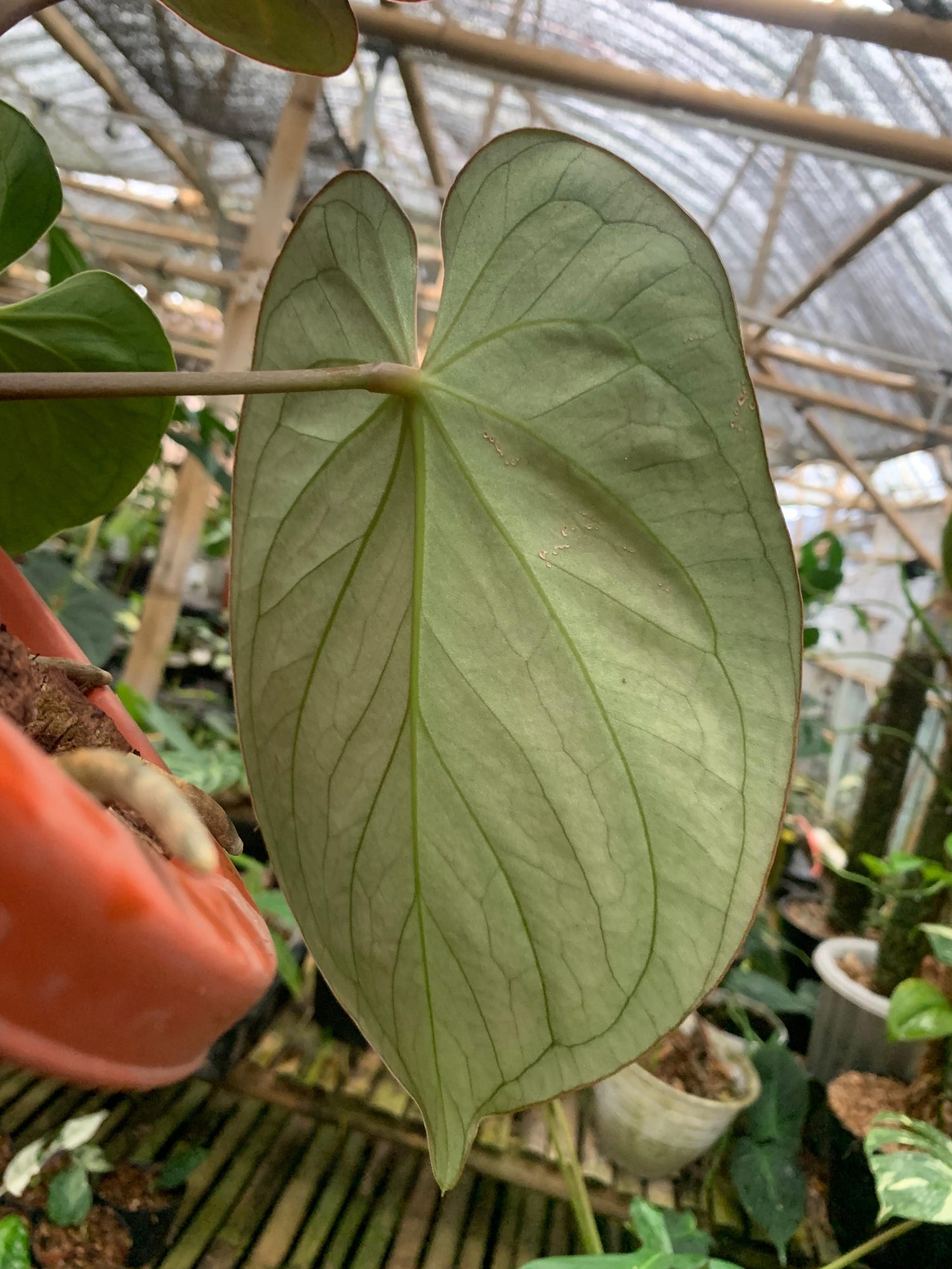 Anthurium King Of Spades Medium Size