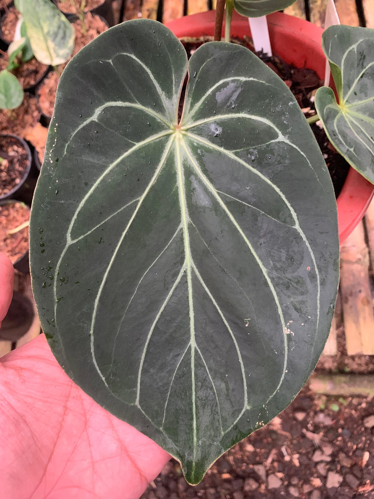 Anthurium King Of Spades Medium Size