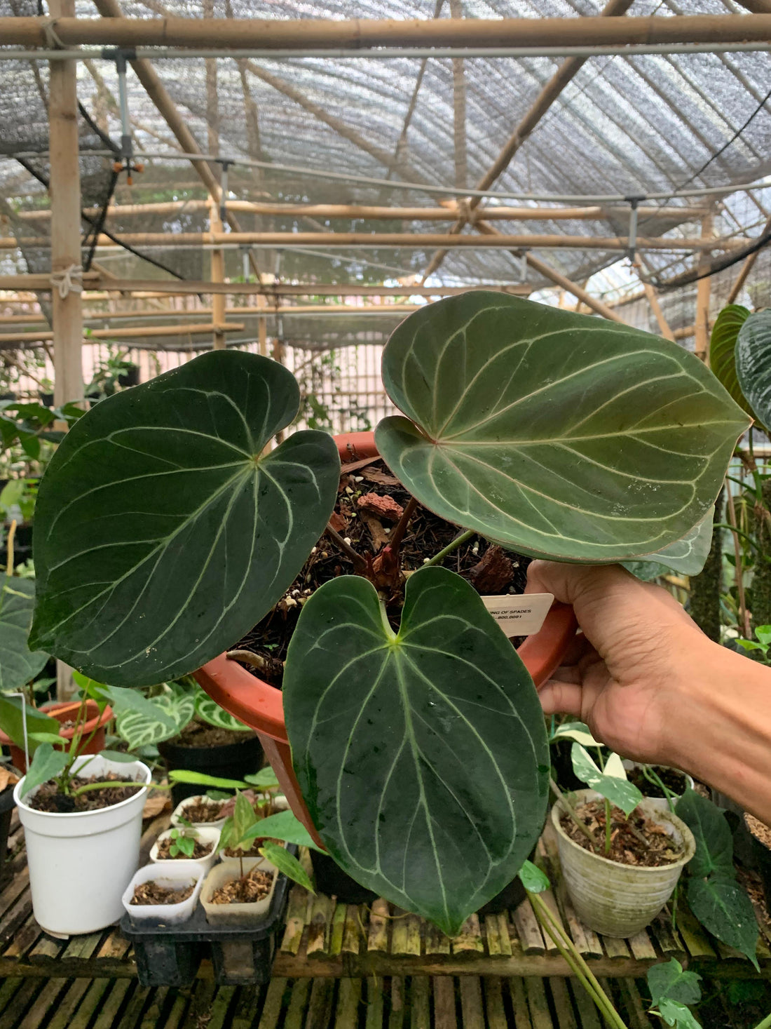 🎁 Anthurium King Of Spades Medium Size (100% off)