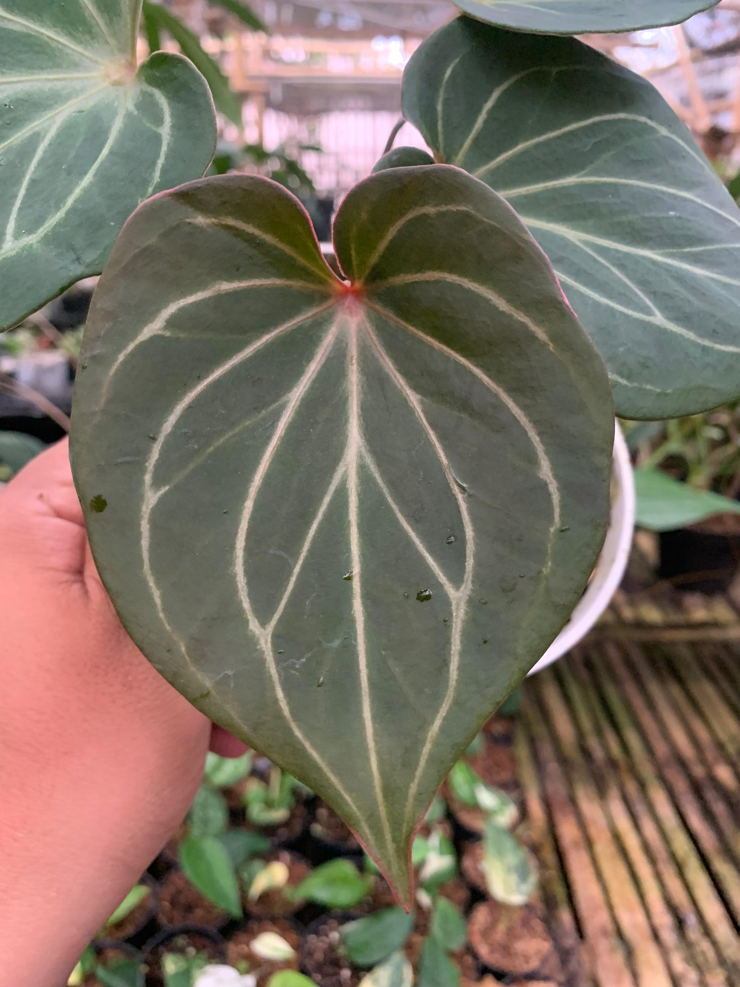 Anthurium King of spades Small Size