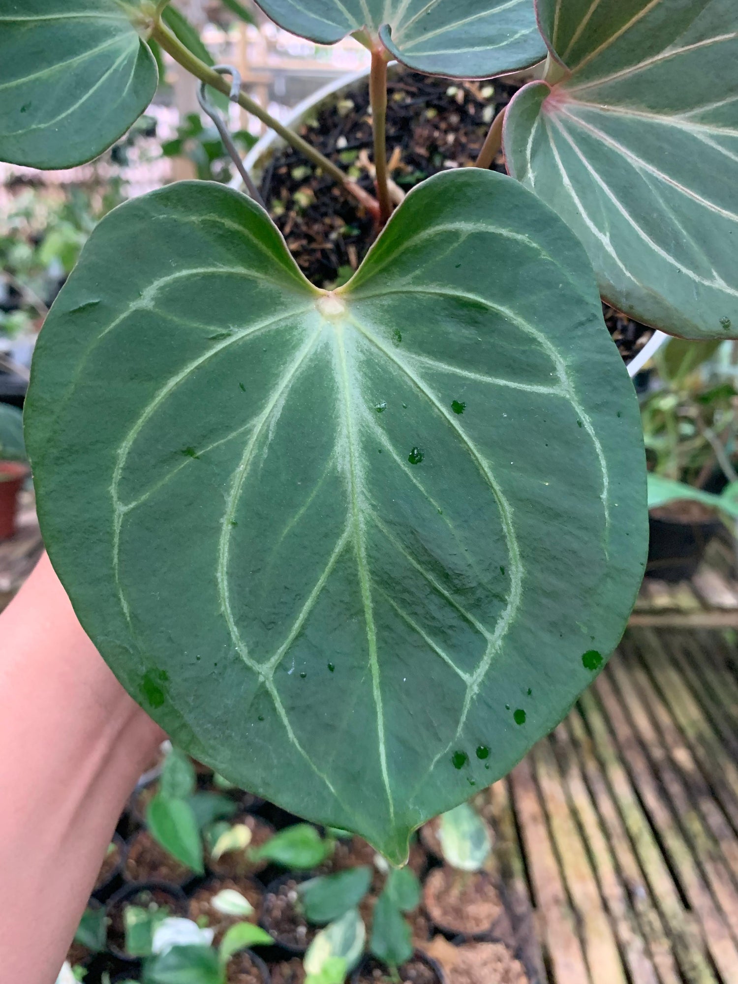 Anthurium King of spades Small Size