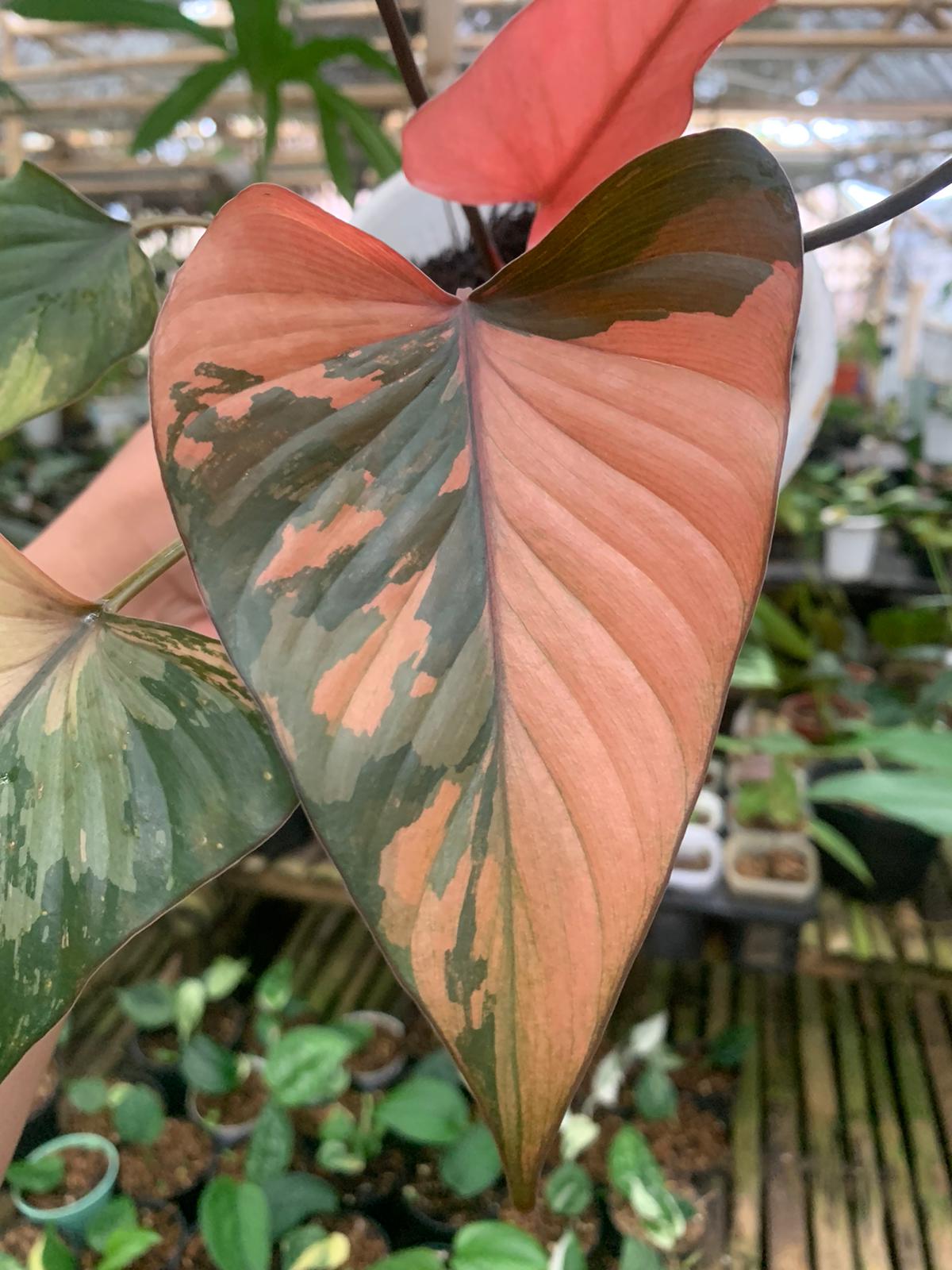 Homalomena pink diamond