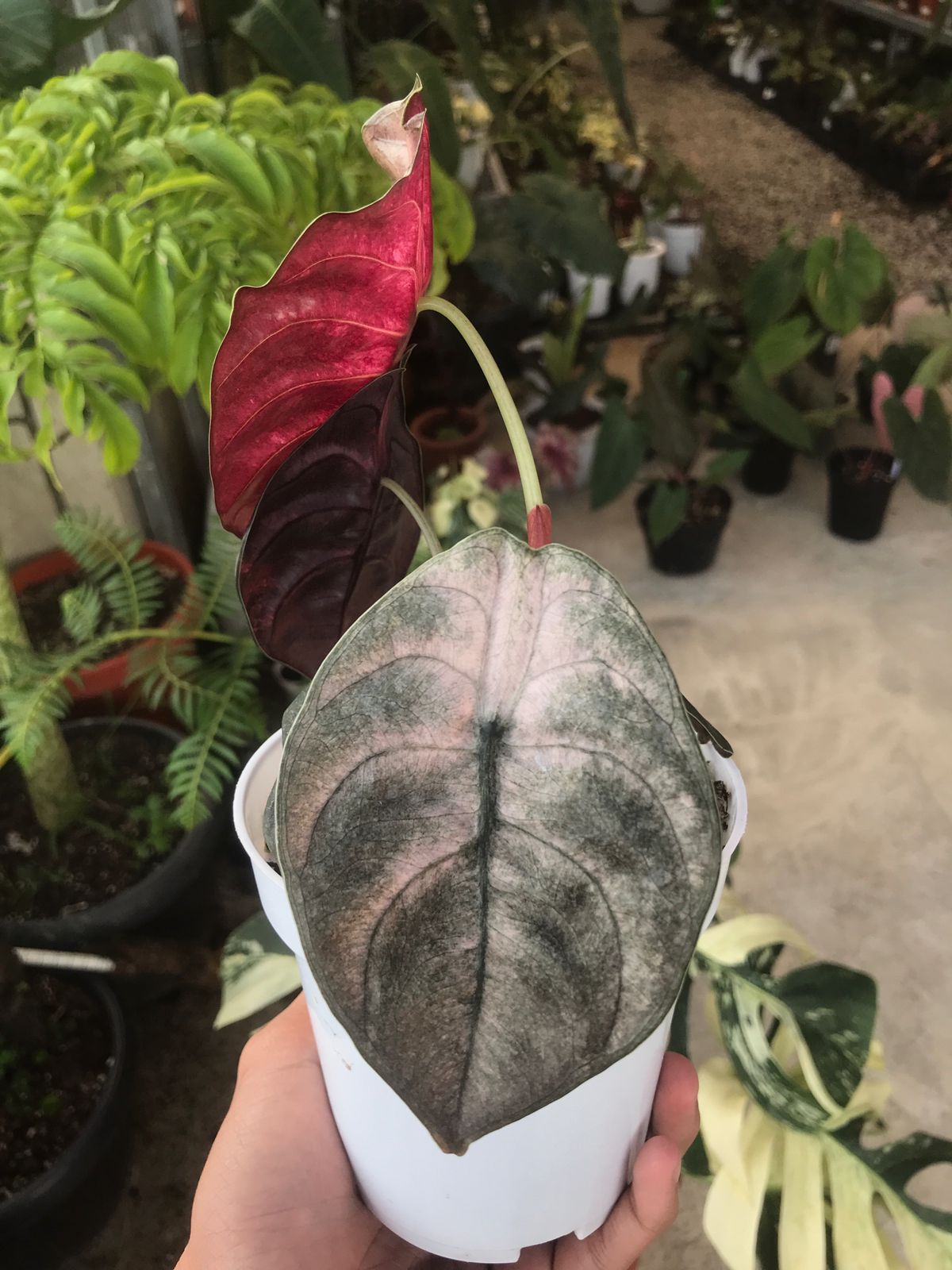 Alocasia Cuprea Variegated Mint