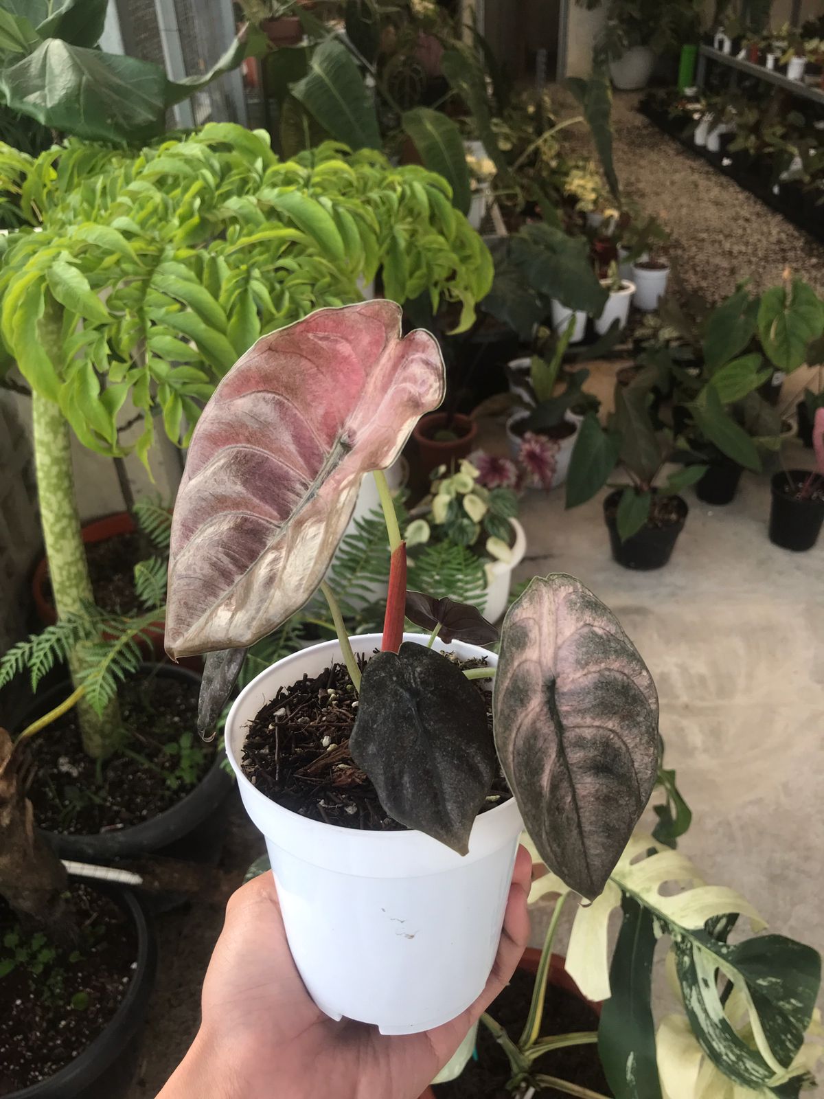 Alocasia Cuprea Variegated Mint