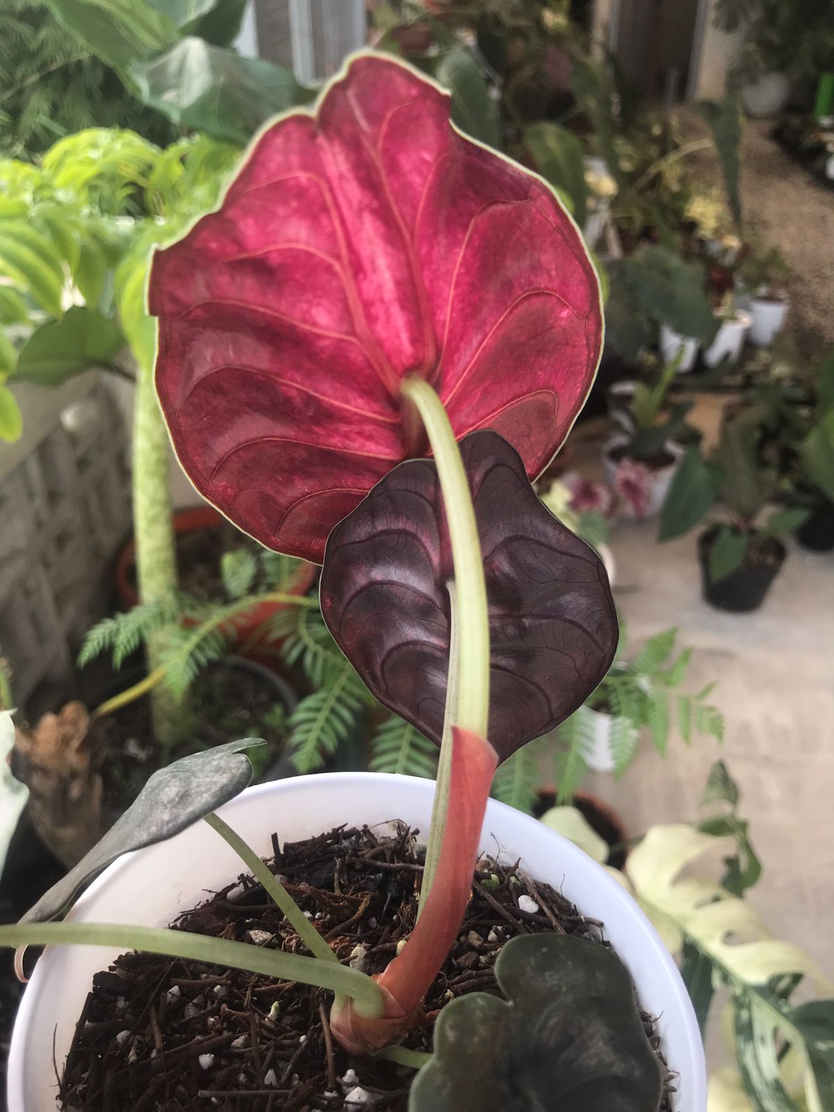 Alocasia Cuprea Variegated Mint