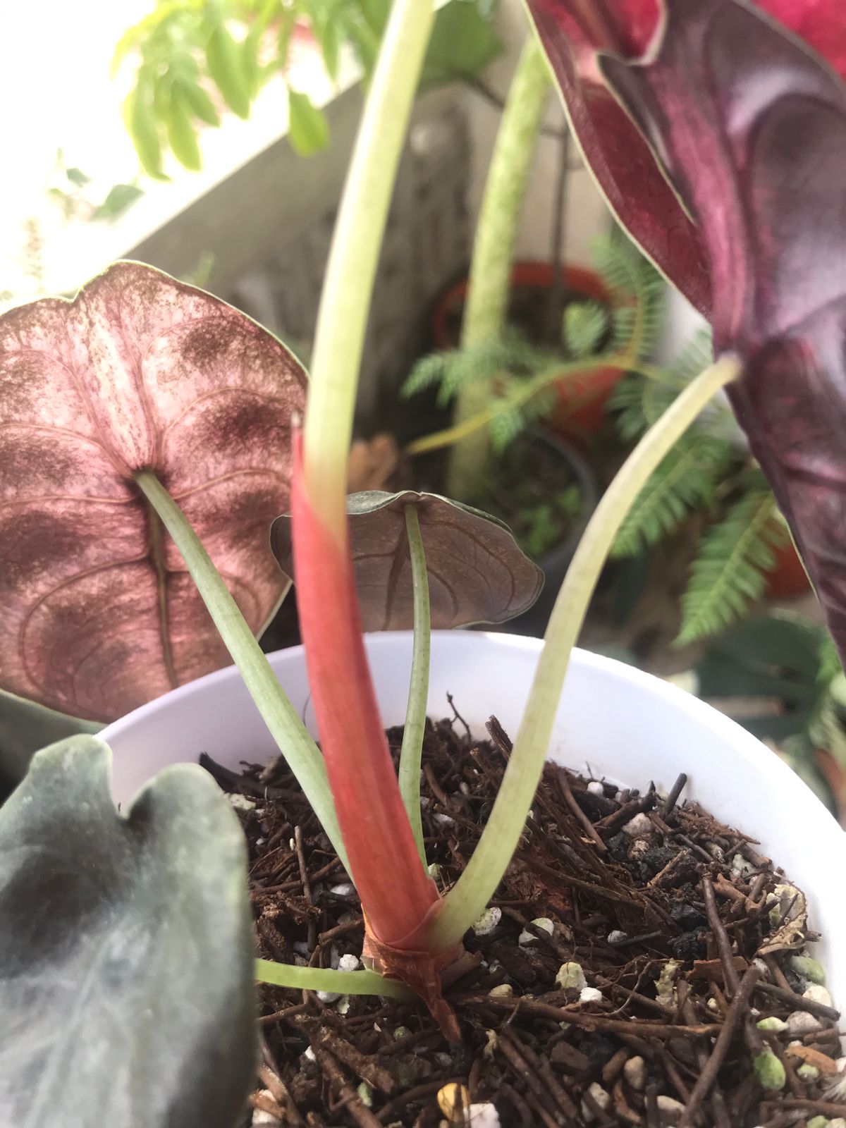 Alocasia Cuprea Variegated Mint