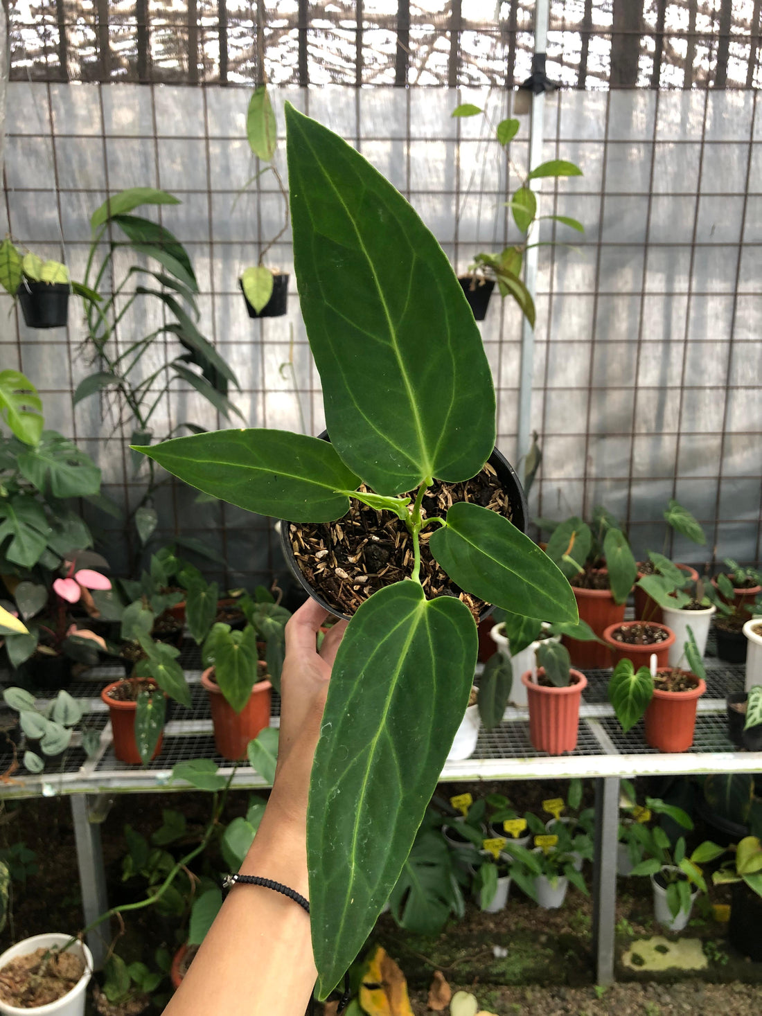 Anthurium Dark Mama Small