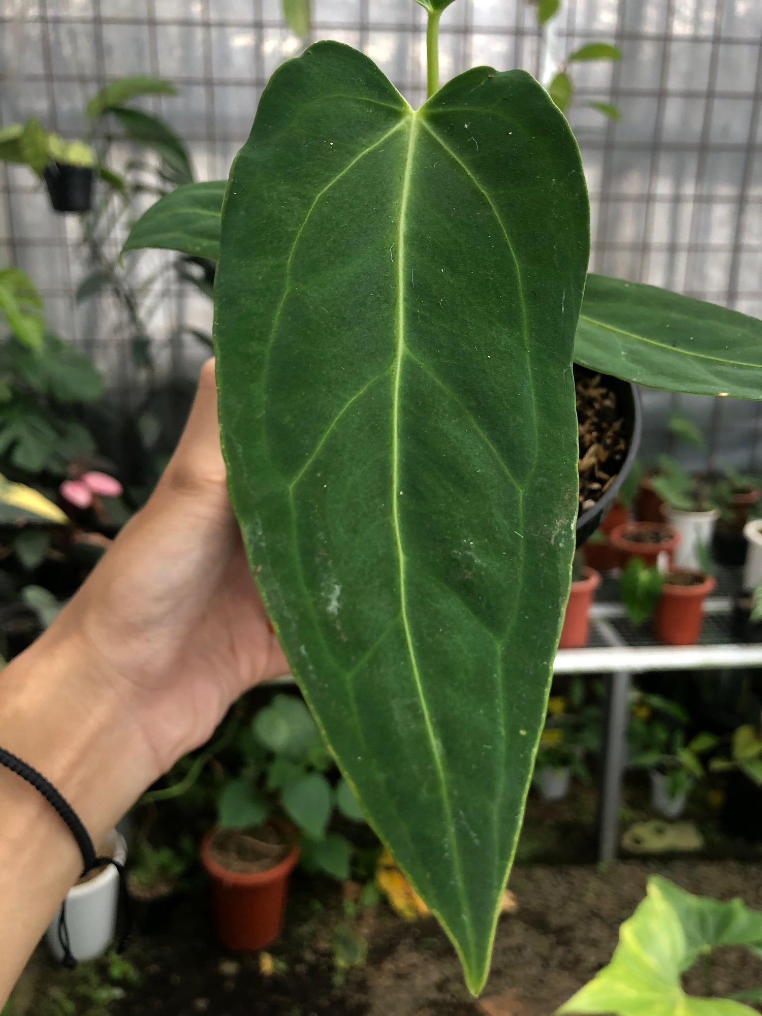 anthurium mama Anthurium Dark Mama Small – Greenspaces.id