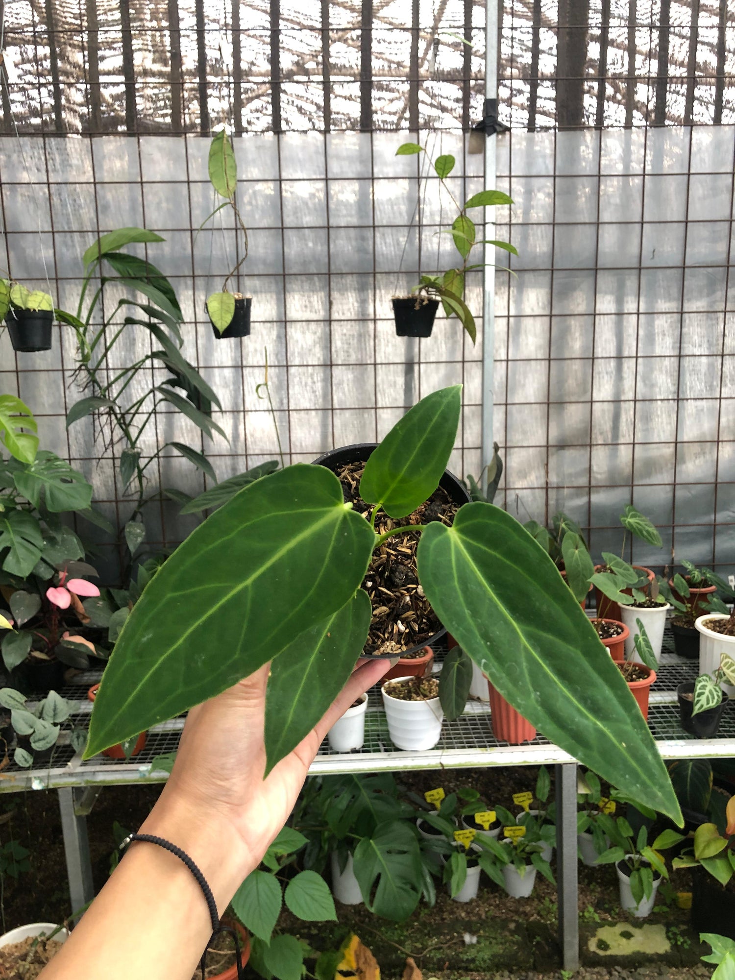 anthurium mama Anthurium Dark Mama Small