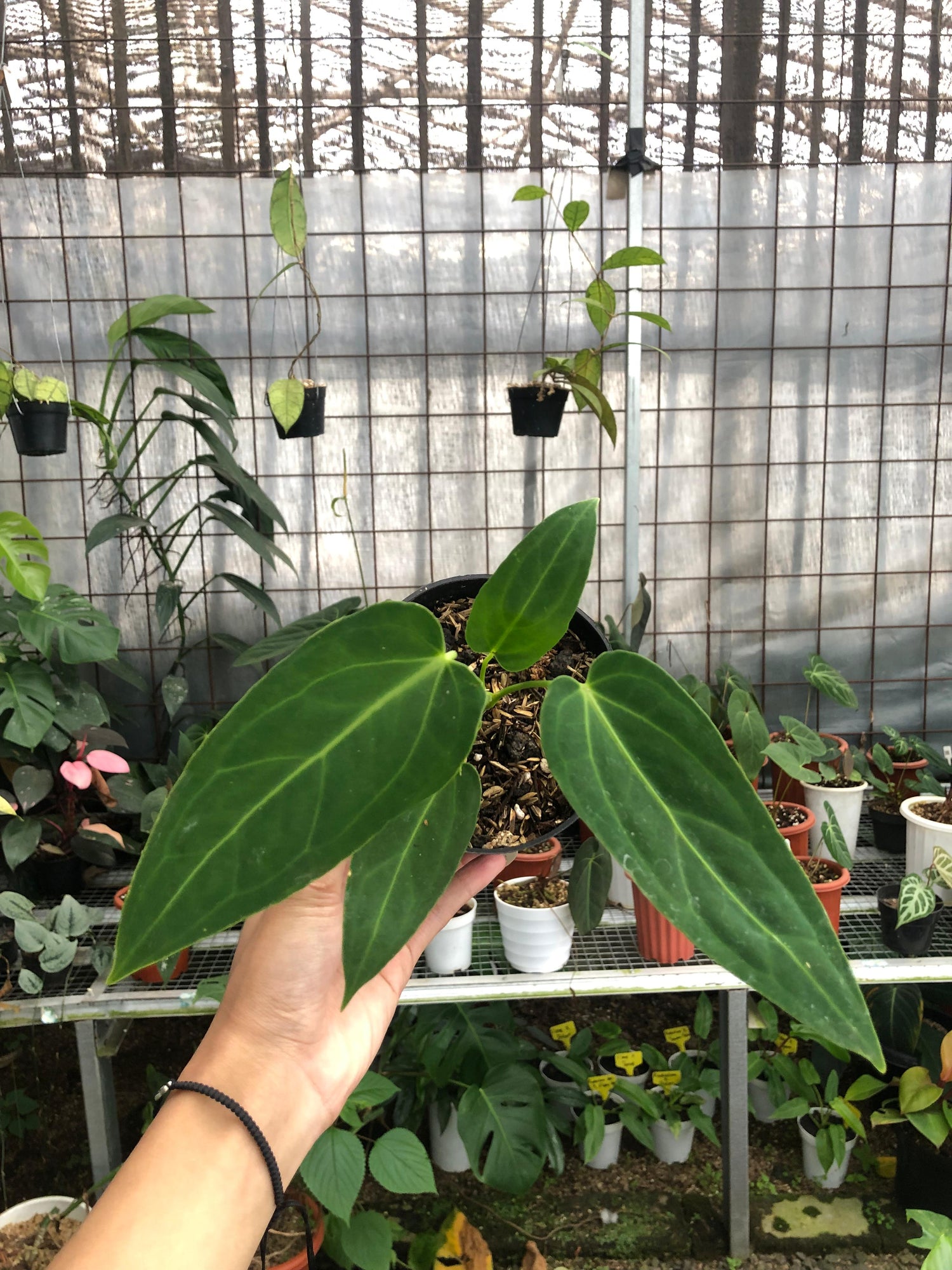 Anthurium Dark Mama Small