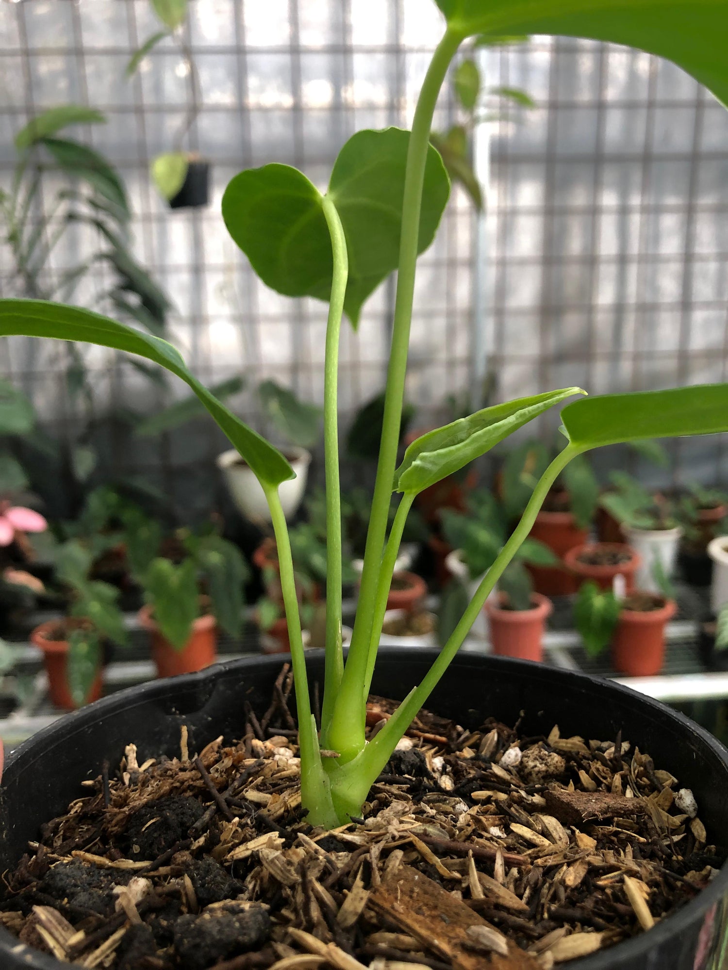 anthurium mama Anthurium Dark Mama Small – Greenspaces.id