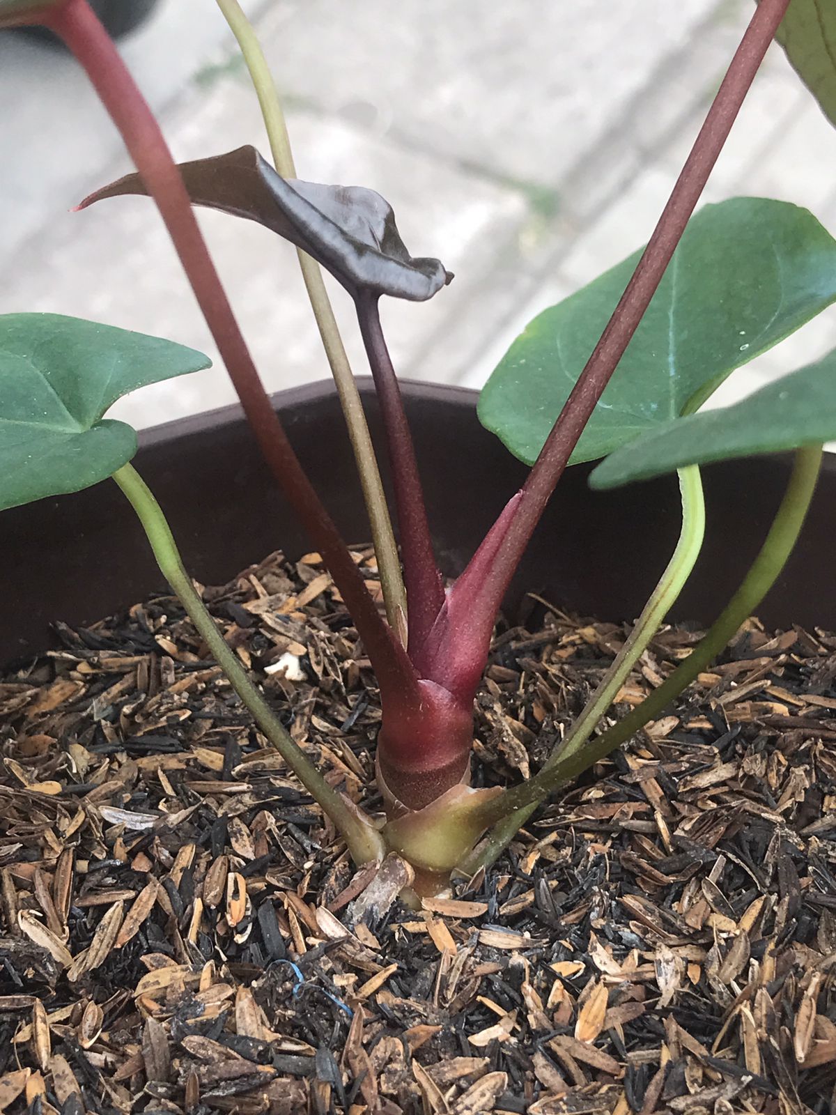 Anthurium Blood of Blue