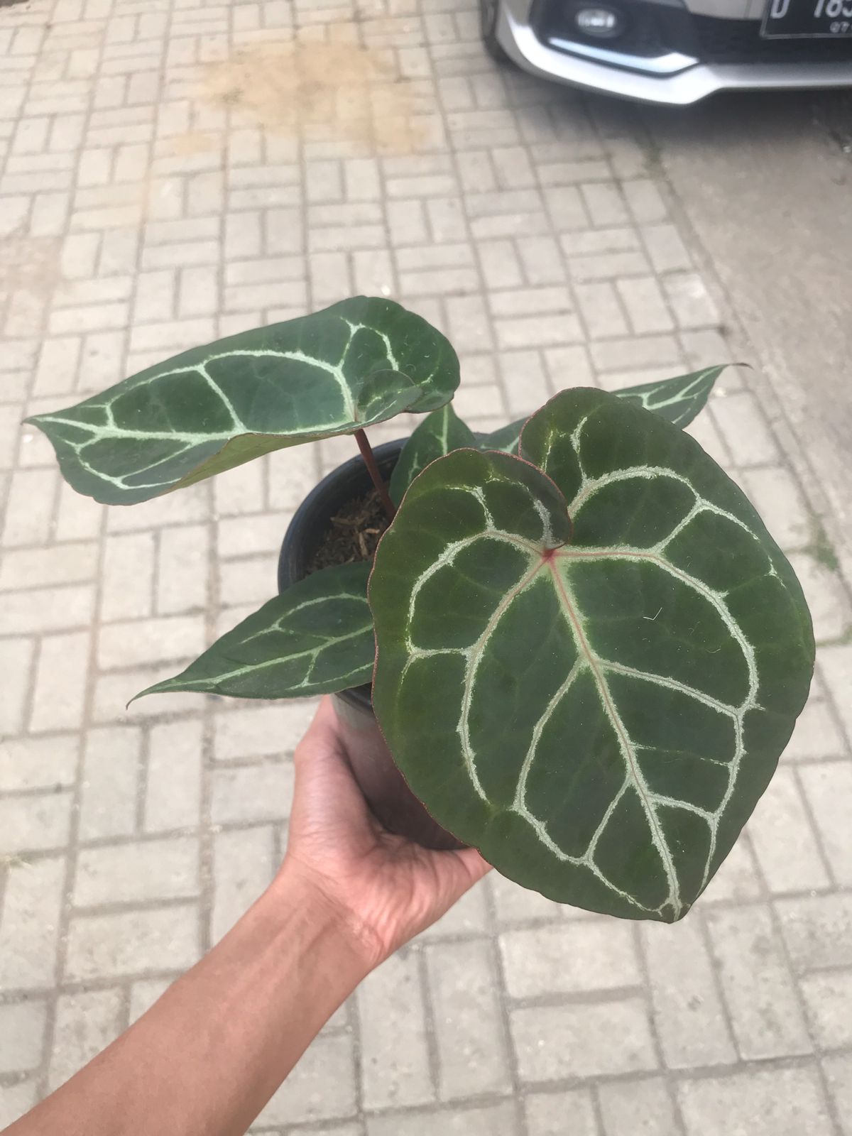 Anthurium Hoffmani x Crystalinum