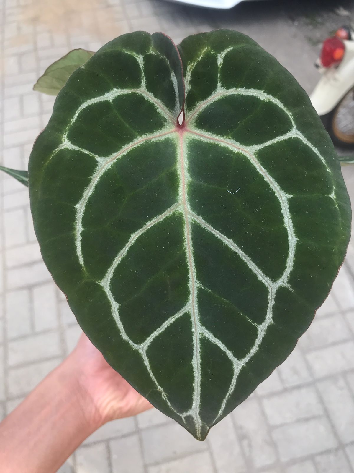 Anthurium Hoffmani x Crystalinum