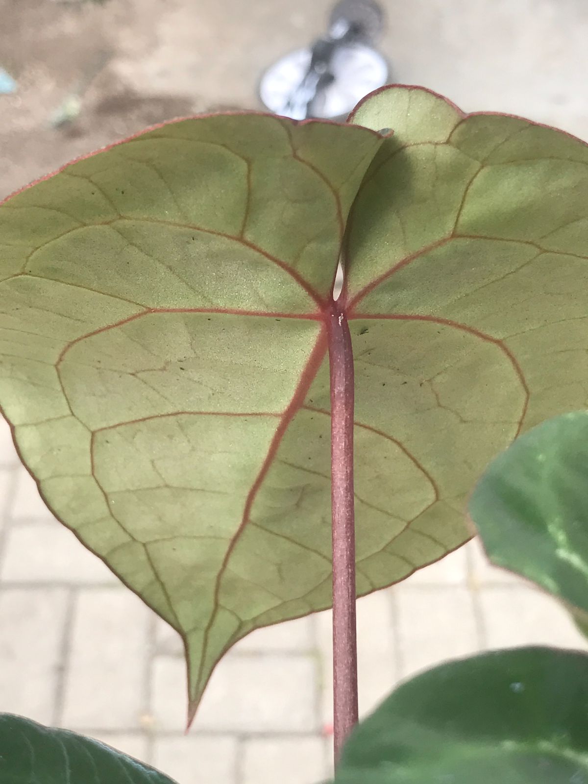 Anthurium Hoffmani x Crystalinum