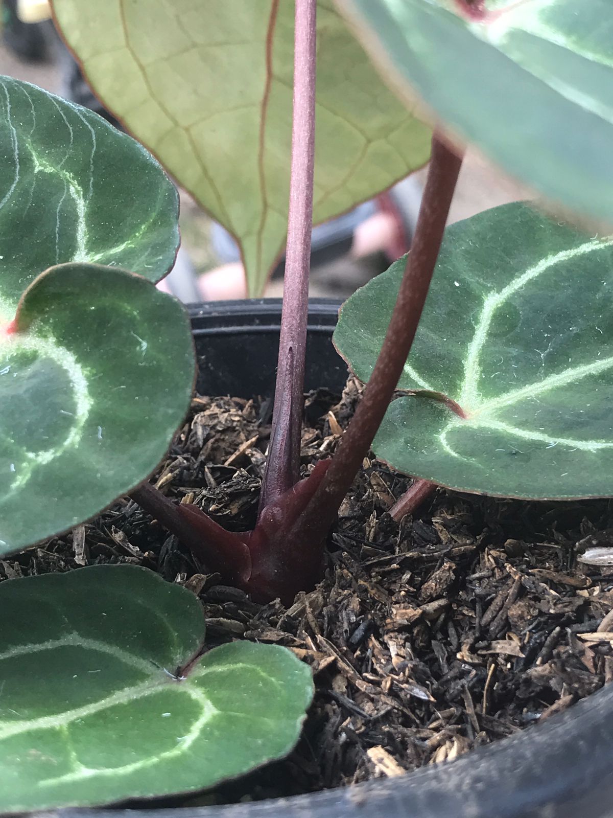 Anthurium Hoffmani x Crystalinum