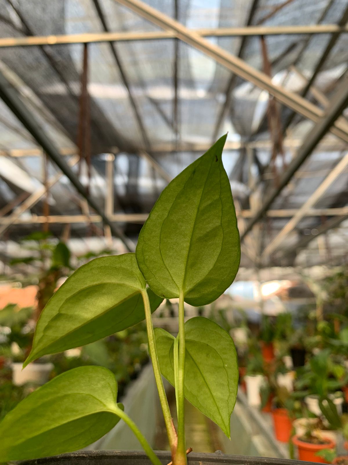 Anthurium Papilaminum x Portilae