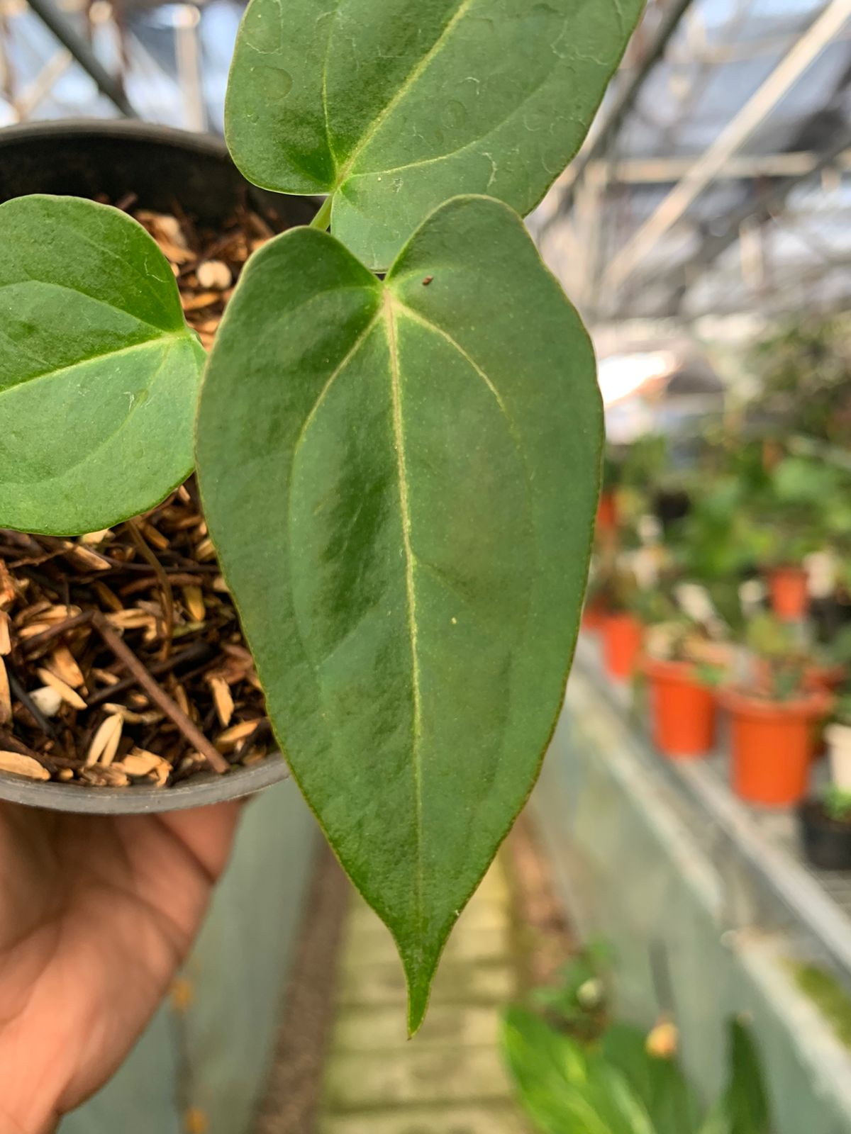 Anthurium Mangnifikum x Papilaminum