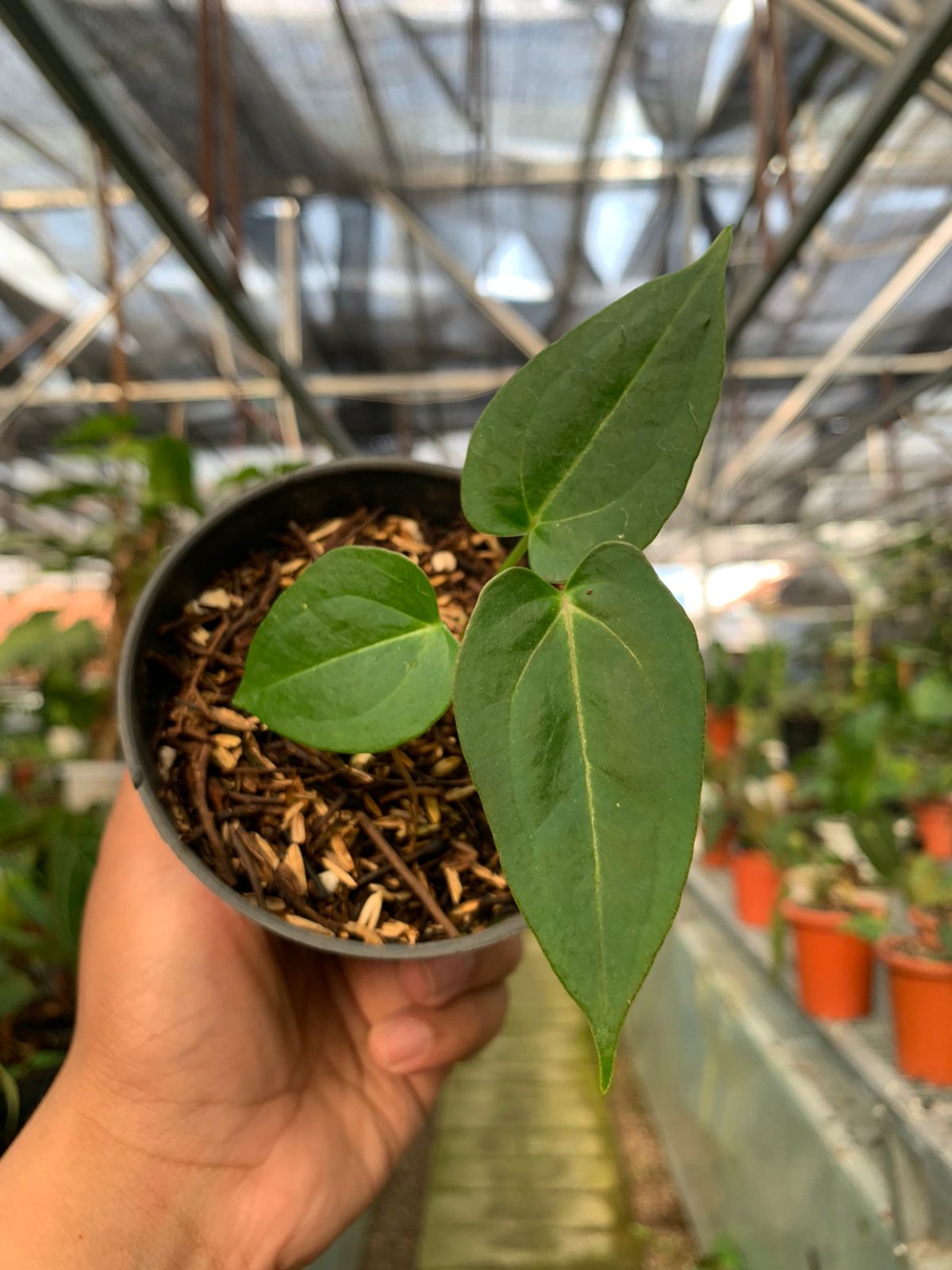 Anthurium Mangnifikum x Papilaminum