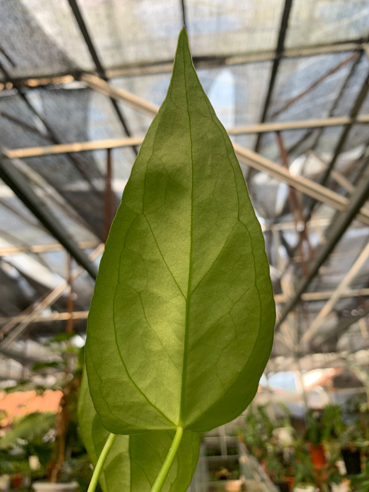 Anthurium Papilaminum x Portilae