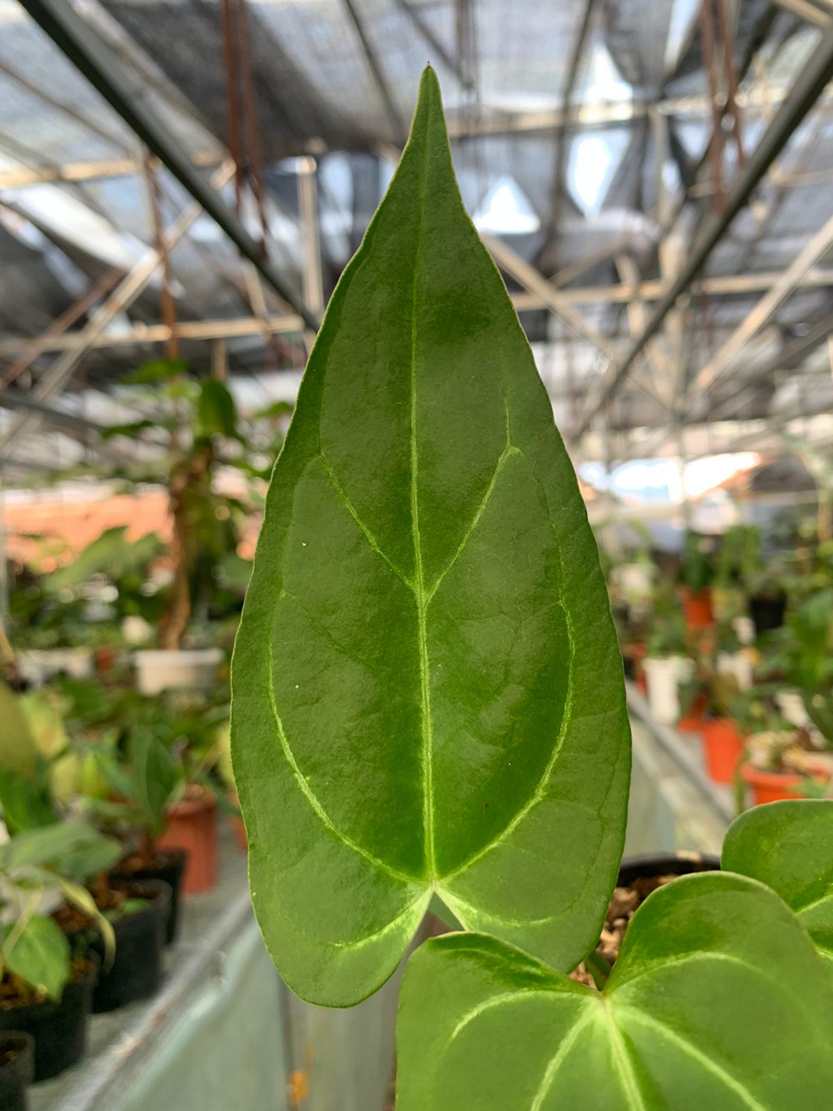 Anthurium Papilaminum x Portilae