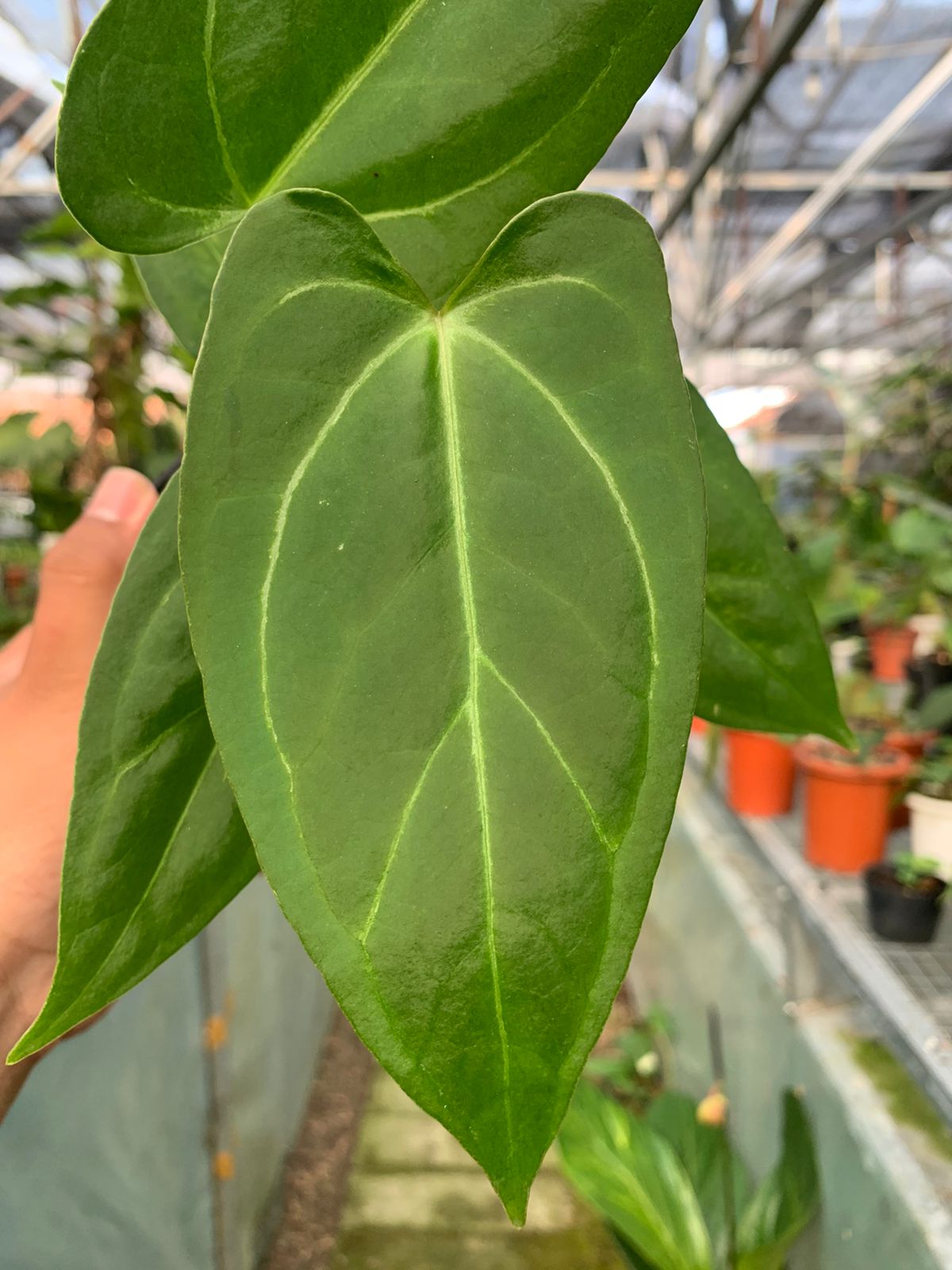 Anthurium Papilaminum x Portilae