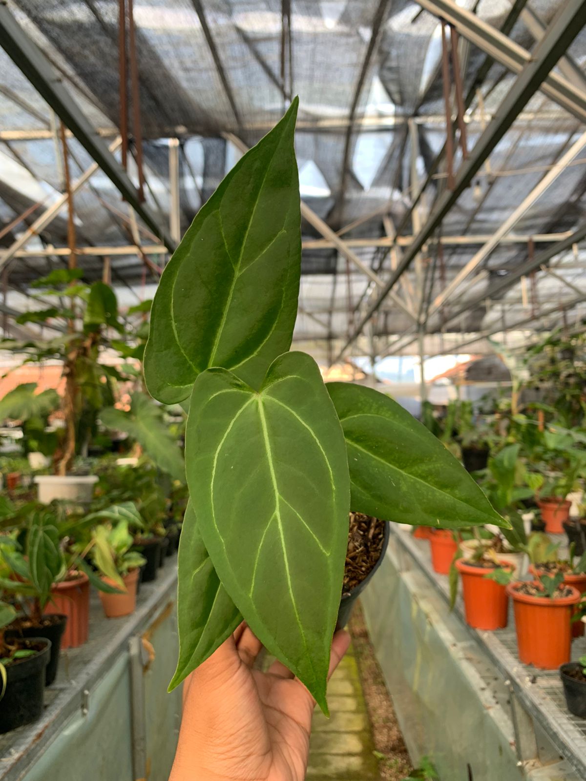 Anthurium Papilaminum x Portilae