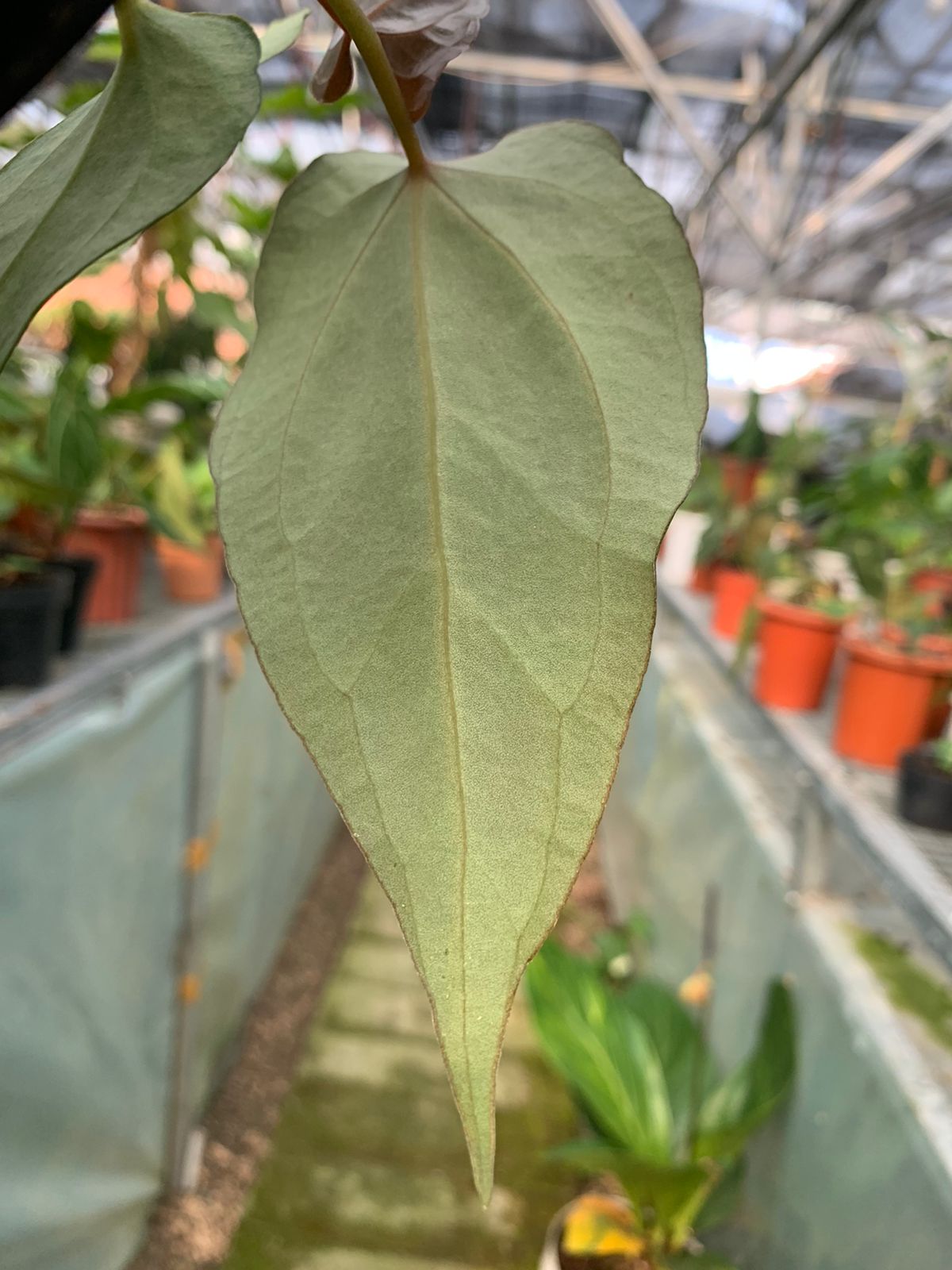 Anthurium Mangnifikum x Papilaminum