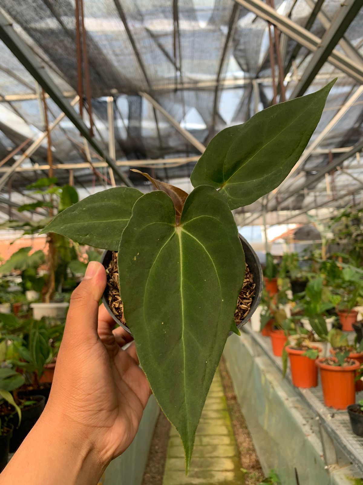 Anthurium Fort Sherman x BVIT