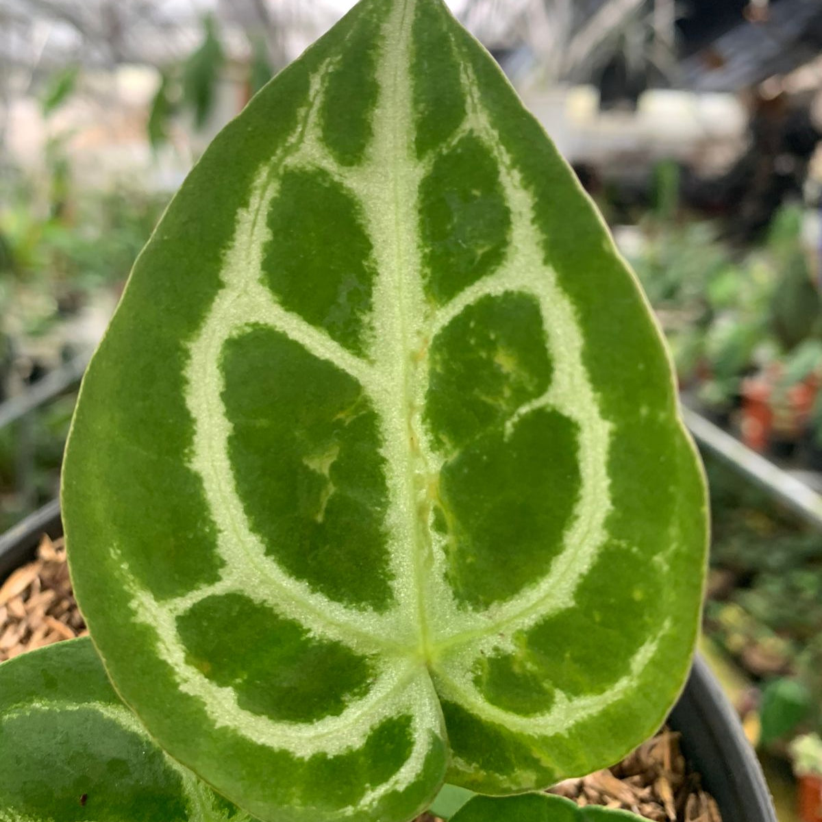 anthurium forgetii silver Anthurium Silver Blush x Forgetii – Greenspaces.id