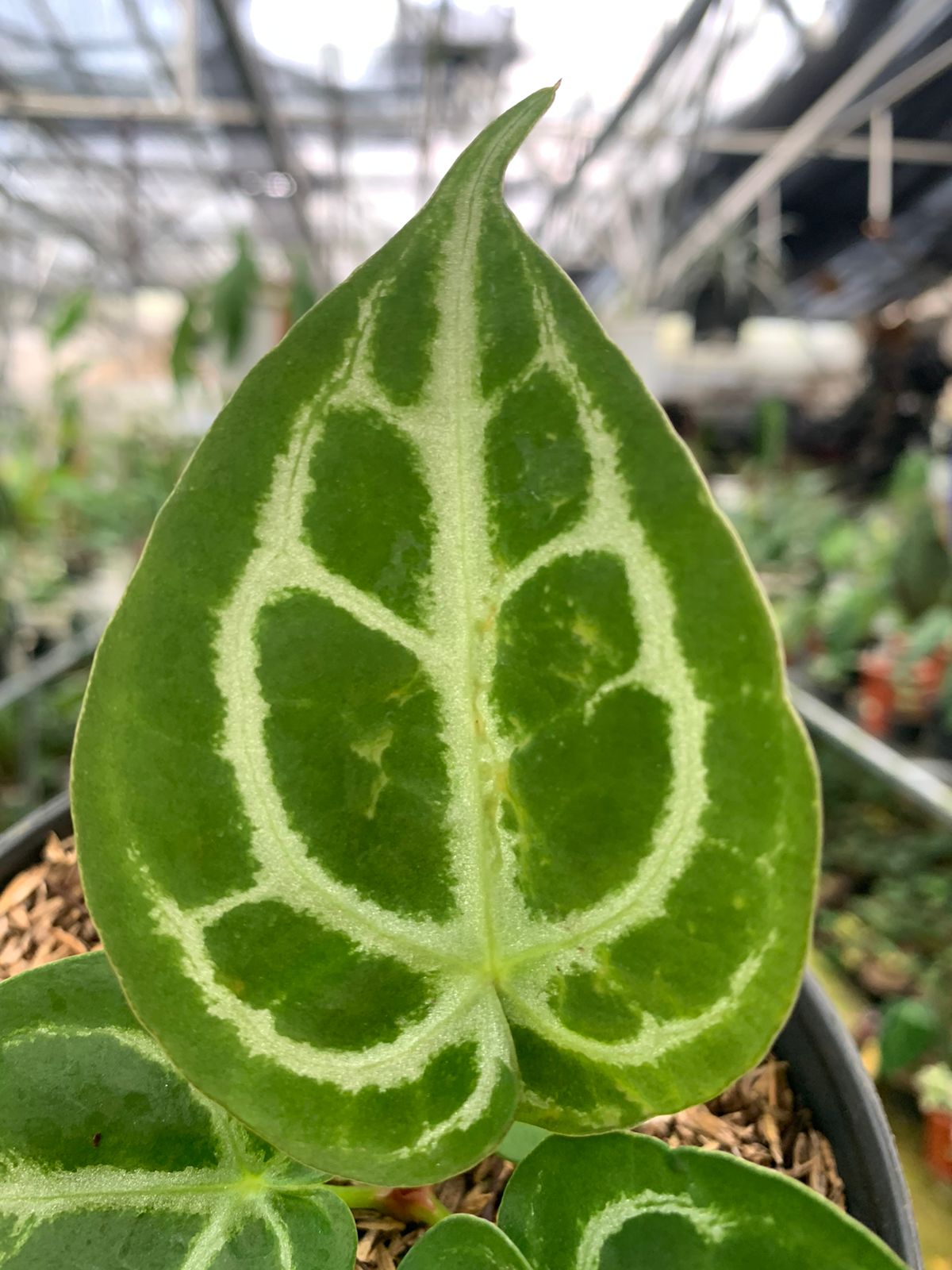 Anthurium Silver Blush x Forgeti