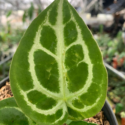 Anthurium Silver Blush x Forgetii