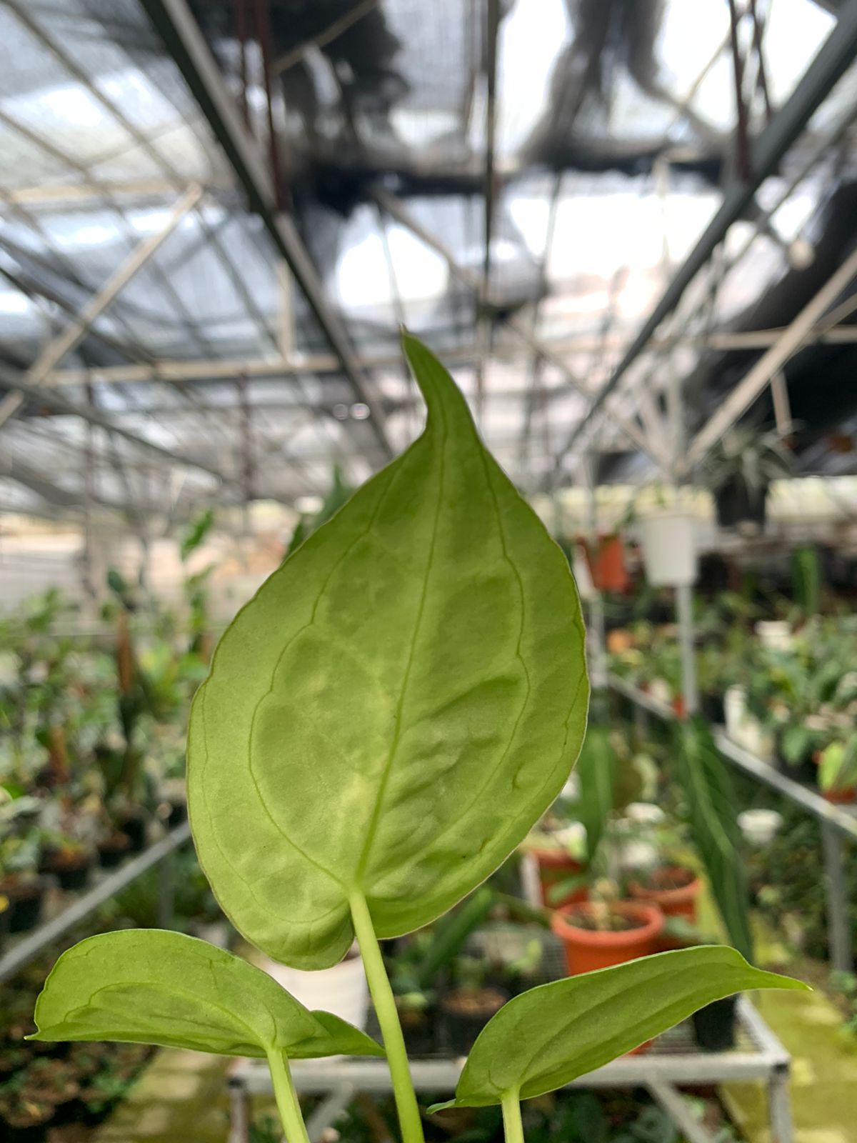 Anthurium Silver Blush x Forgeti