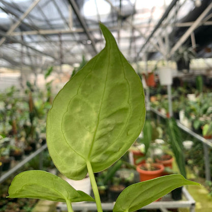 Anthurium Silver Blush x Forgetii