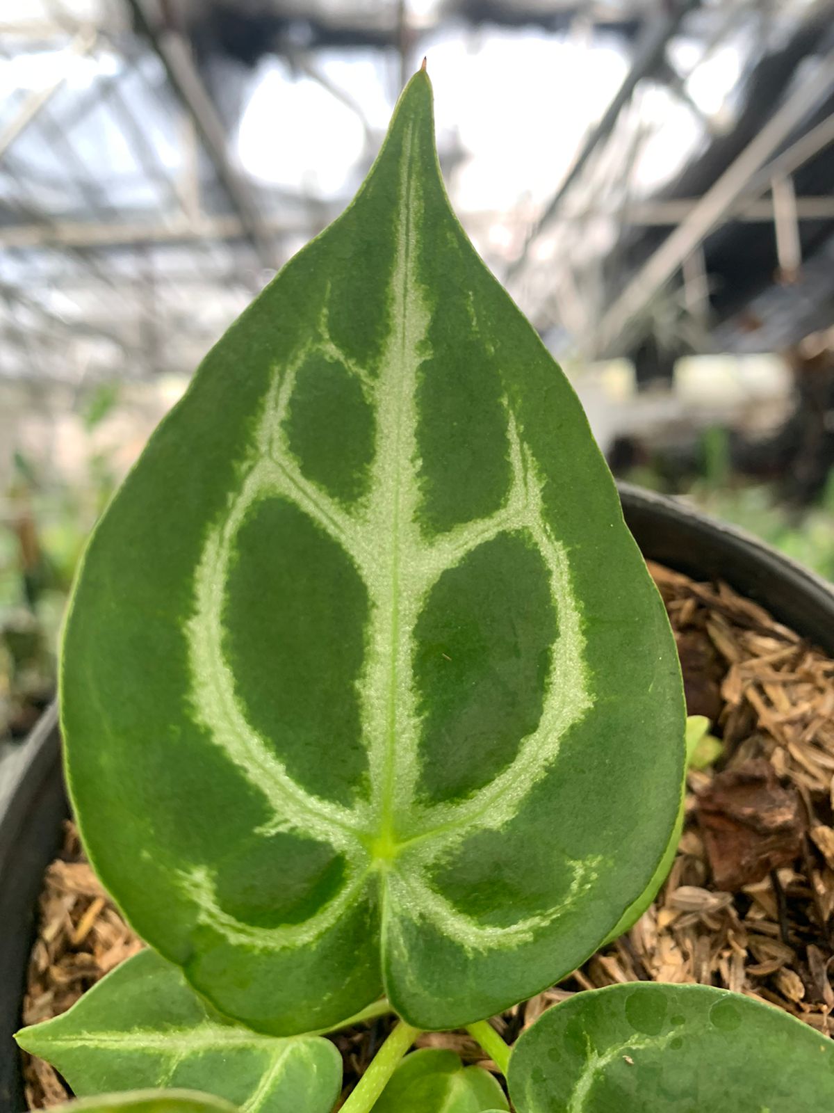 Anthurium Silver Blush x Forgeti